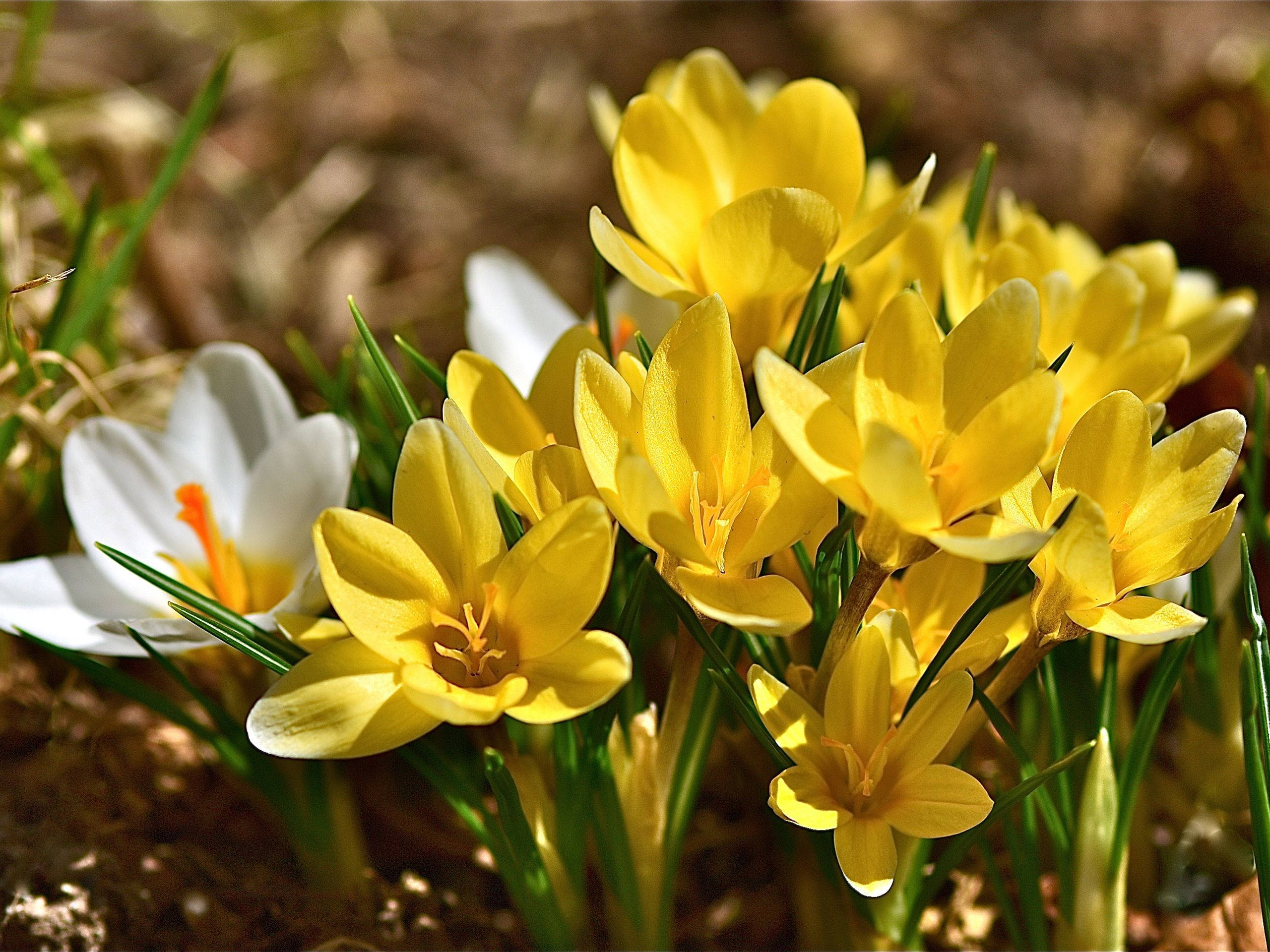 yellow saffron, crocus flowers, early spring sunlight, 2K Desktop Wallpaper
