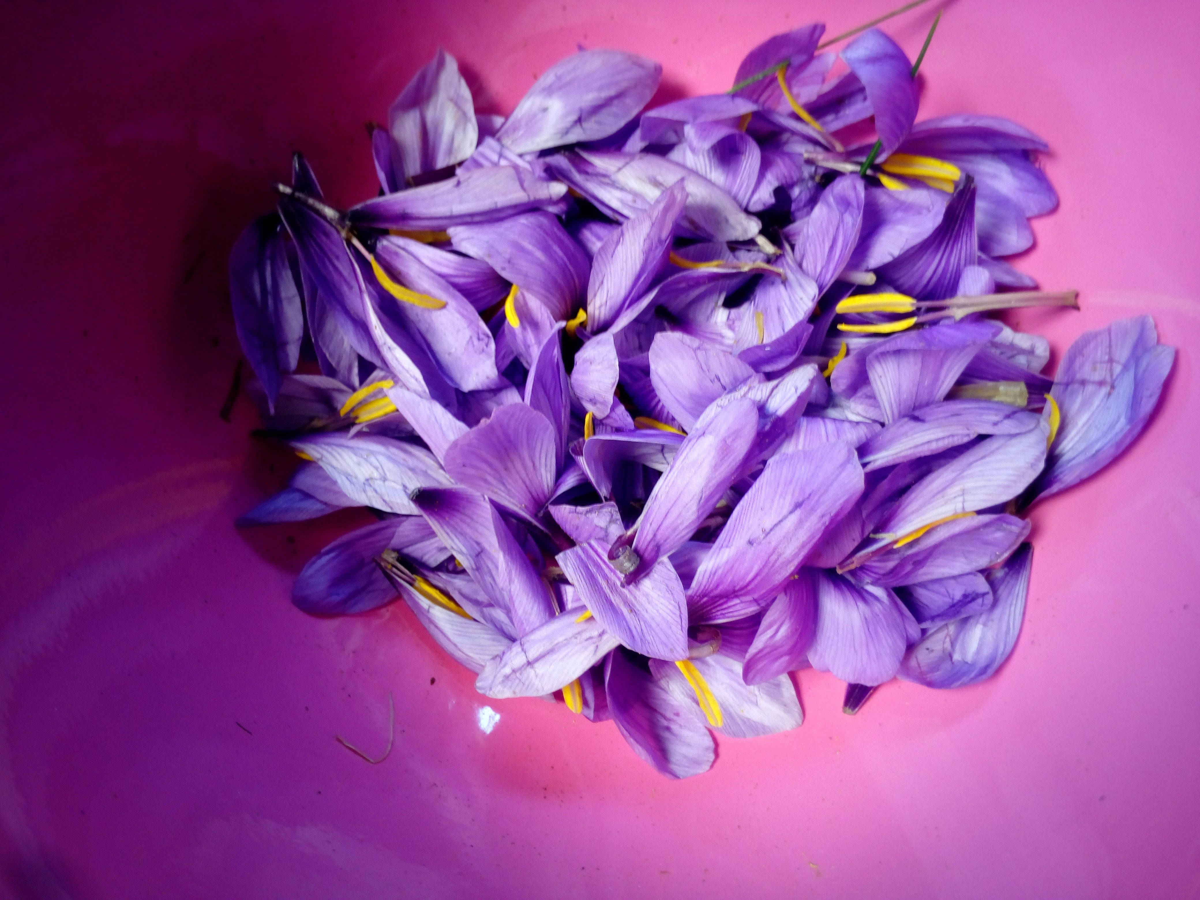 saffron crocus petals, vibrant purple saffron flowers, yellow stigmas, 4K Desktop Wallpaper