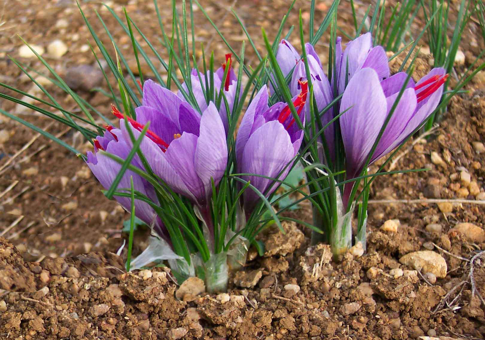 planted saffron crocus, vibrant purple crocus flowers, red stigmas, HD Desktop Wallpaper