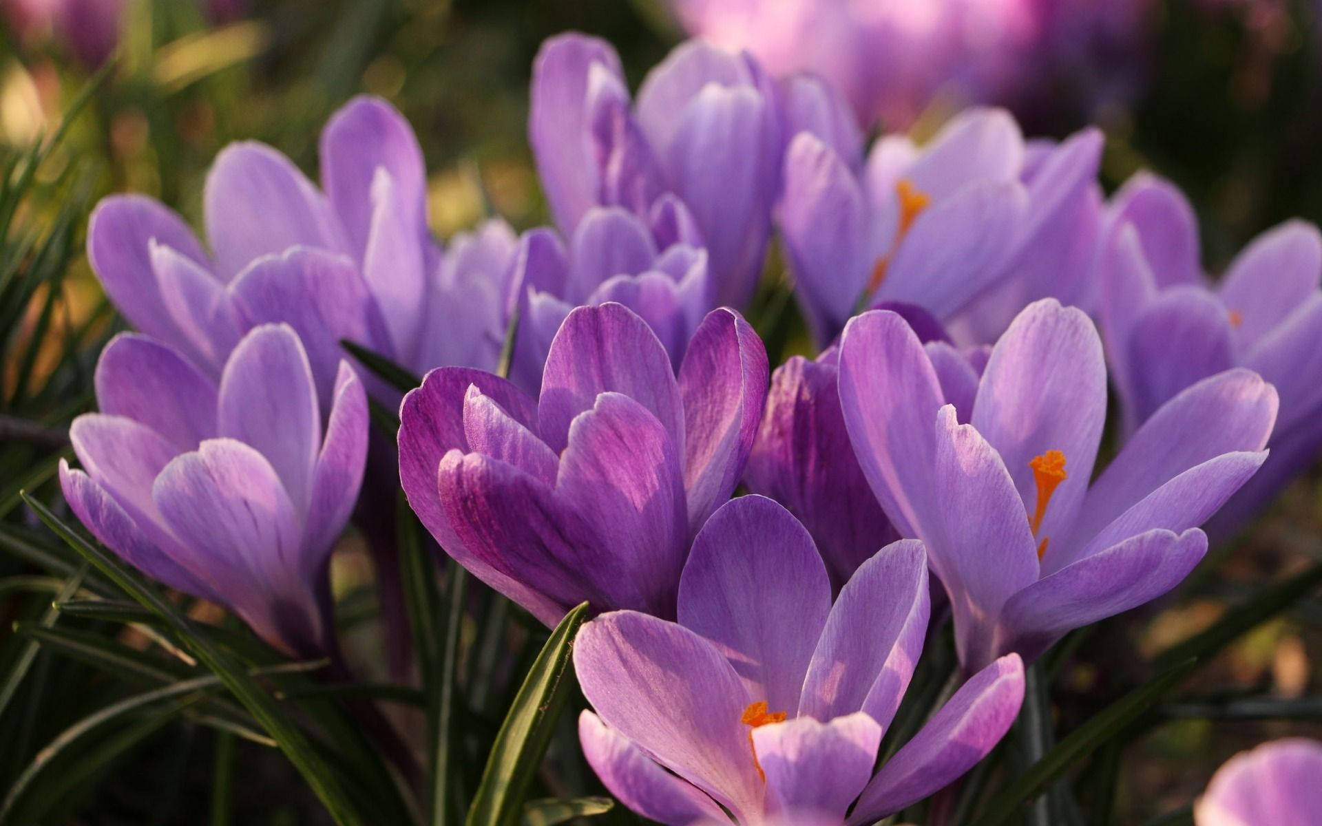 Saffron, purple crocus flowers, orange stigmas, Full HD Desktop Wallpaper