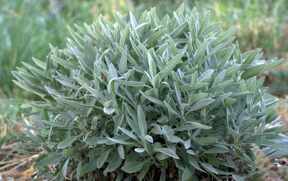 Common Sage Plant, silvery sage bush, soft textured leaves, SD Desktop Wallpaper