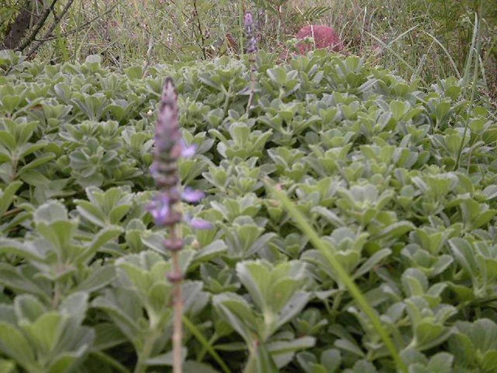 sage plant field, lush green succulent plants, delicate purple flowers, SD Desktop Wallpaper