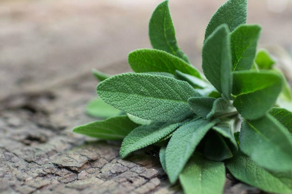 mint green sage, Sage Green, sage leaves, SD Desktop Wallpaper
