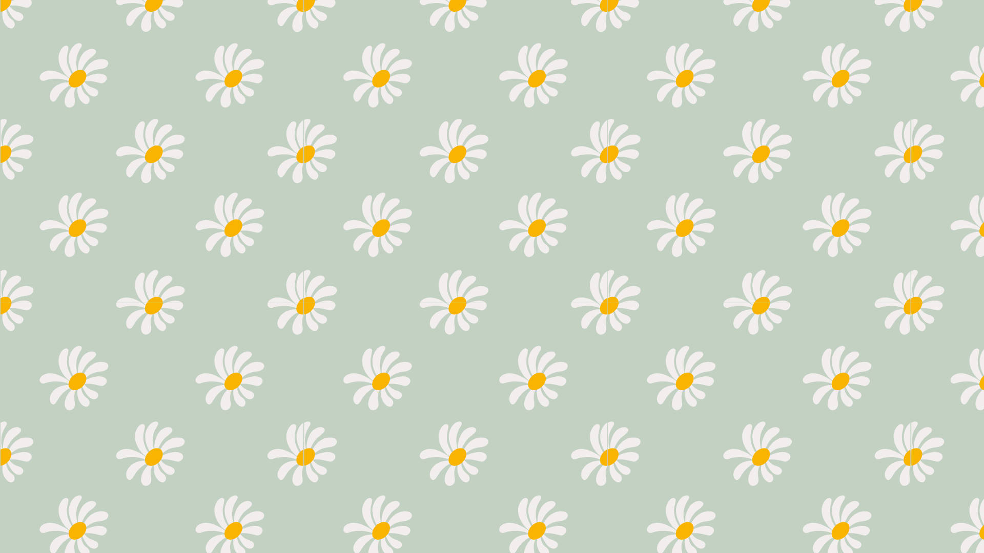Daisies, sage green, white daisies, Full HD Desktop Wallpaper