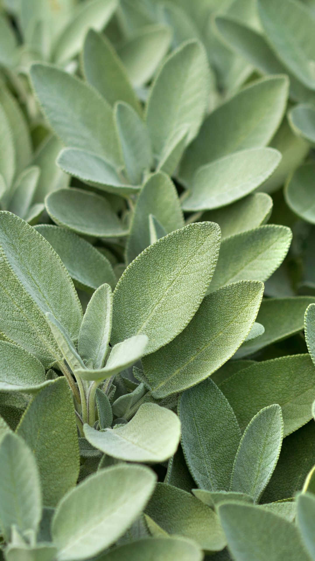 sage green, silvery sage leaves, textured surfaces, Full HD Phone Wallpaper