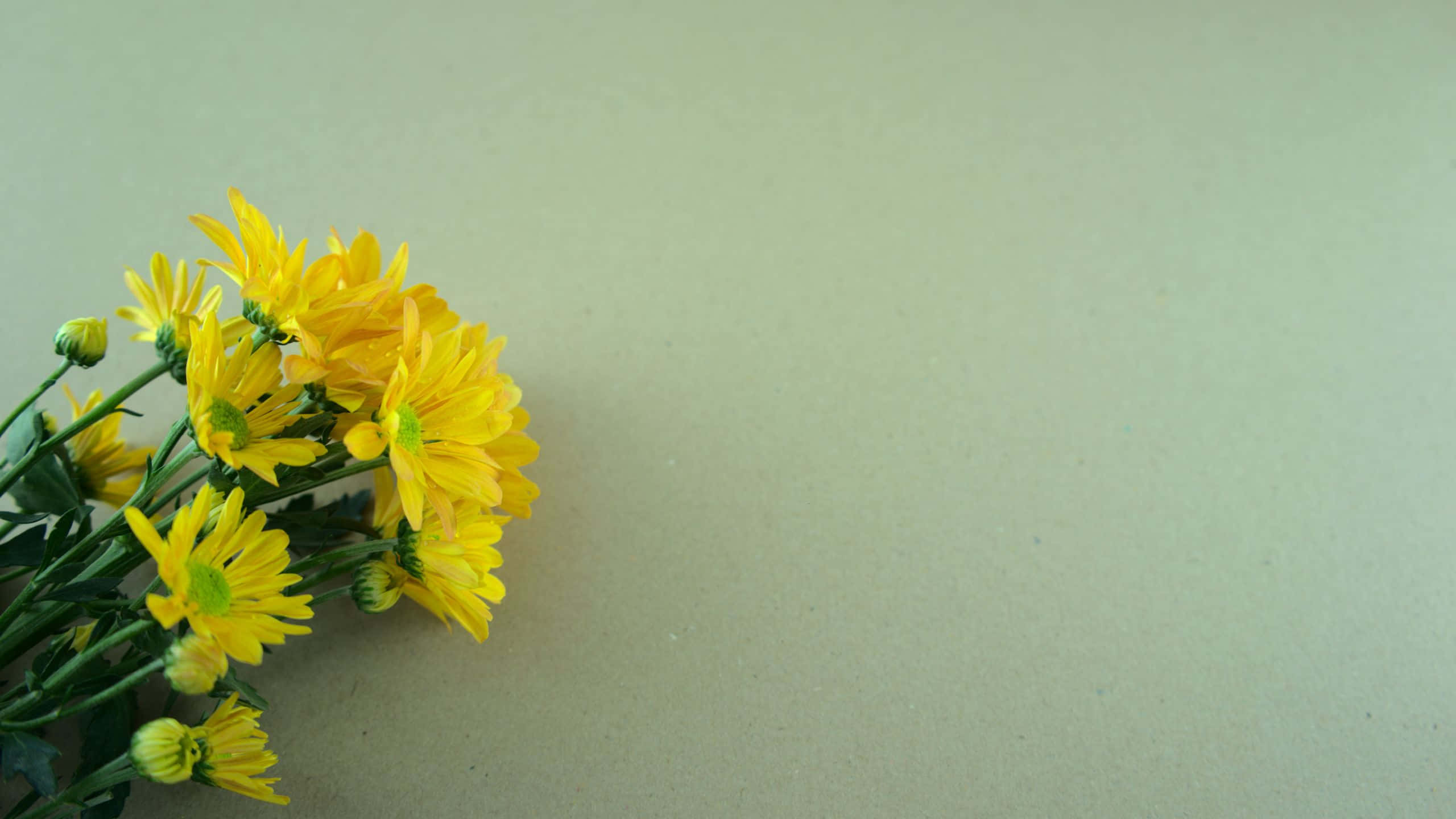 Sage Green Laptop, yellow chrysanthemums, pale green surface, 2K Desktop Wallpaper