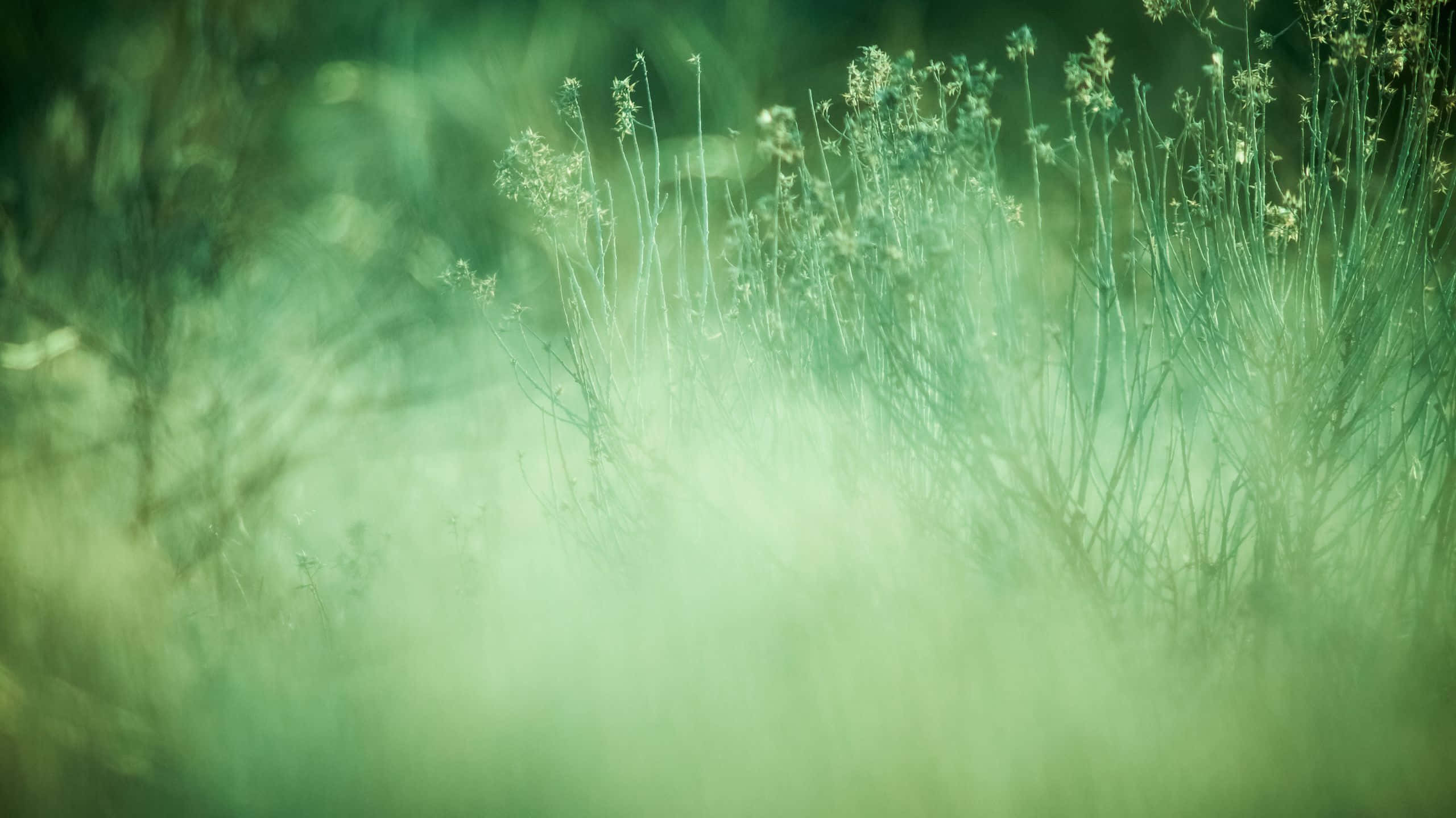 Scirpus Plant, sage green, misty field, 2K Desktop Wallpaper