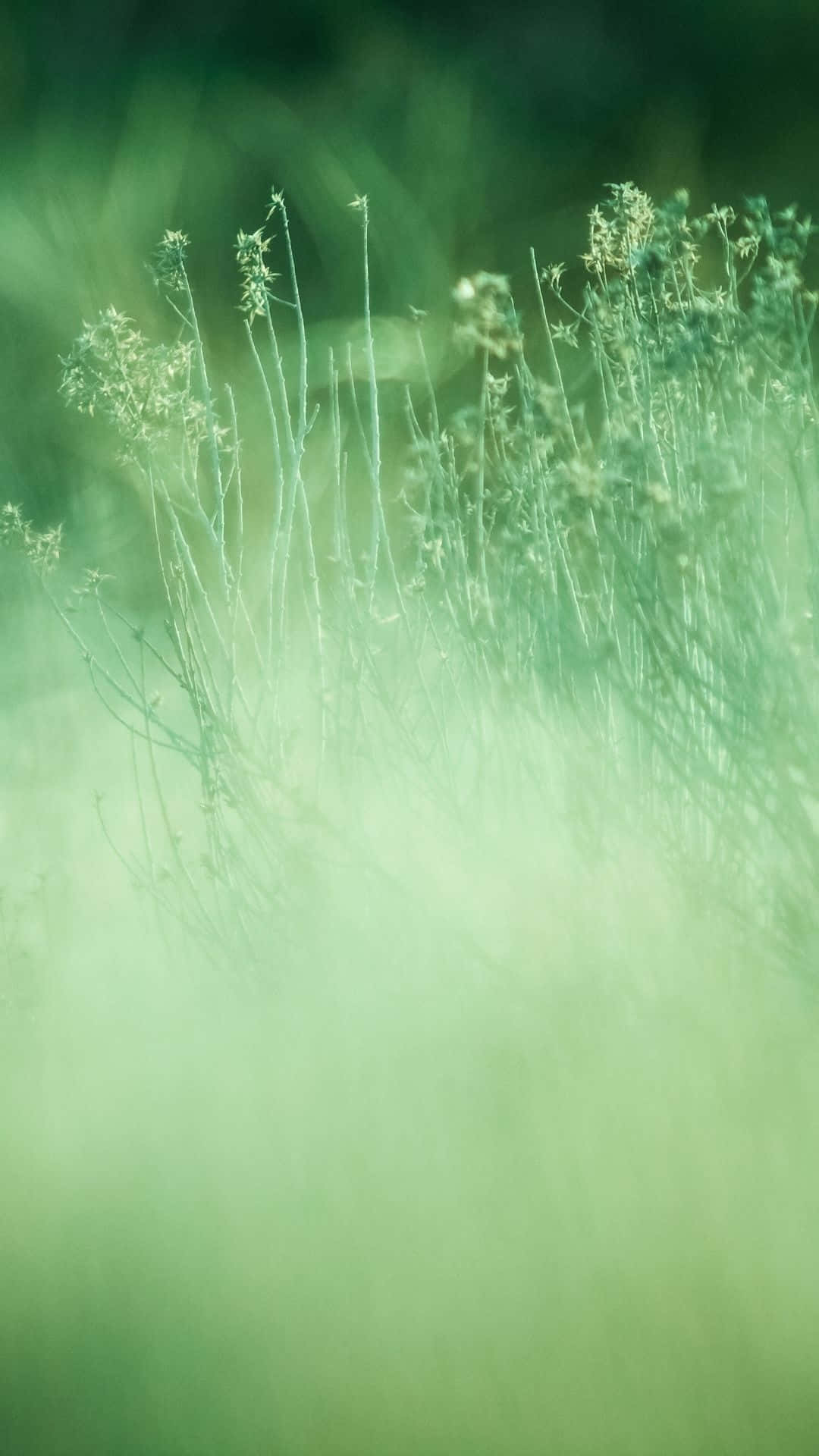Sage Green, Grass Field, Misty Morning, Full HD Phone Wallpaper
