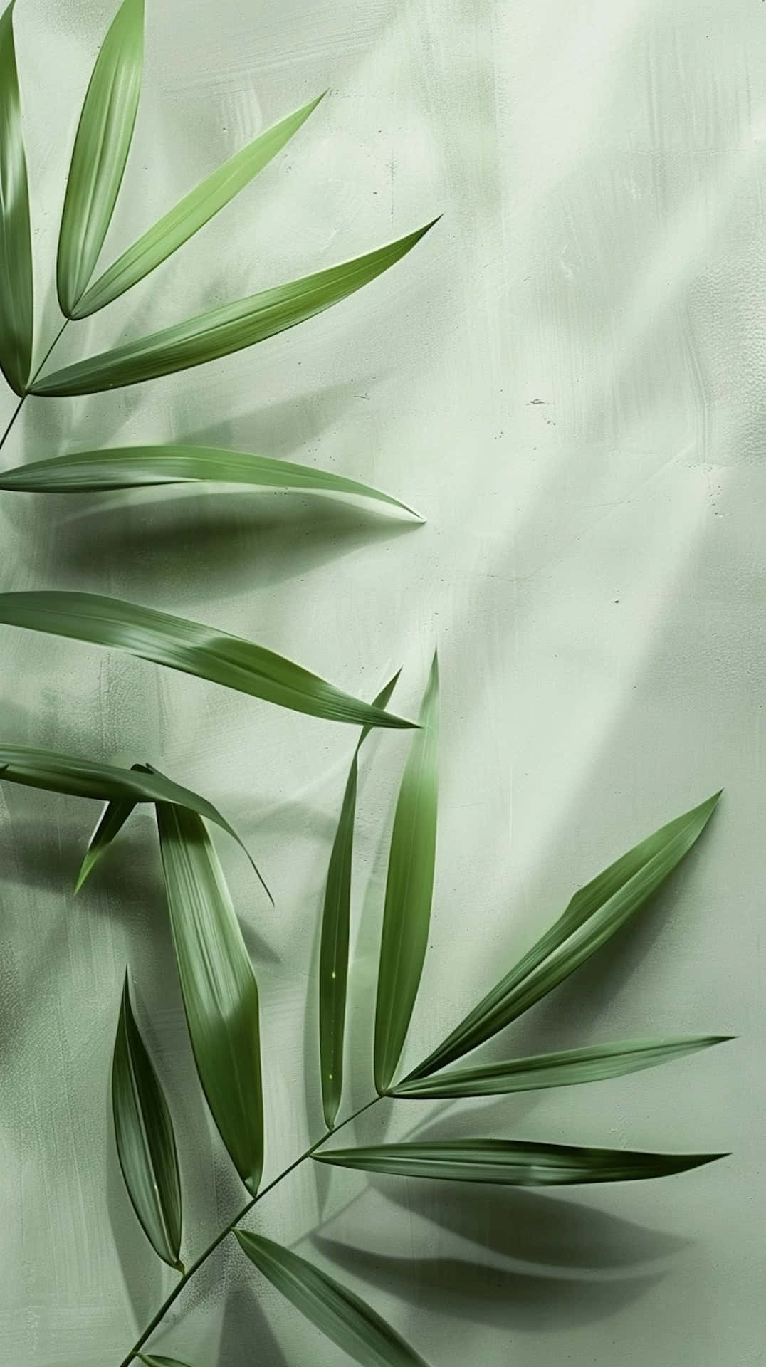 Sage Green Leaves, palm leaves, textured pale green wall, Full HD Phone Wallpaper