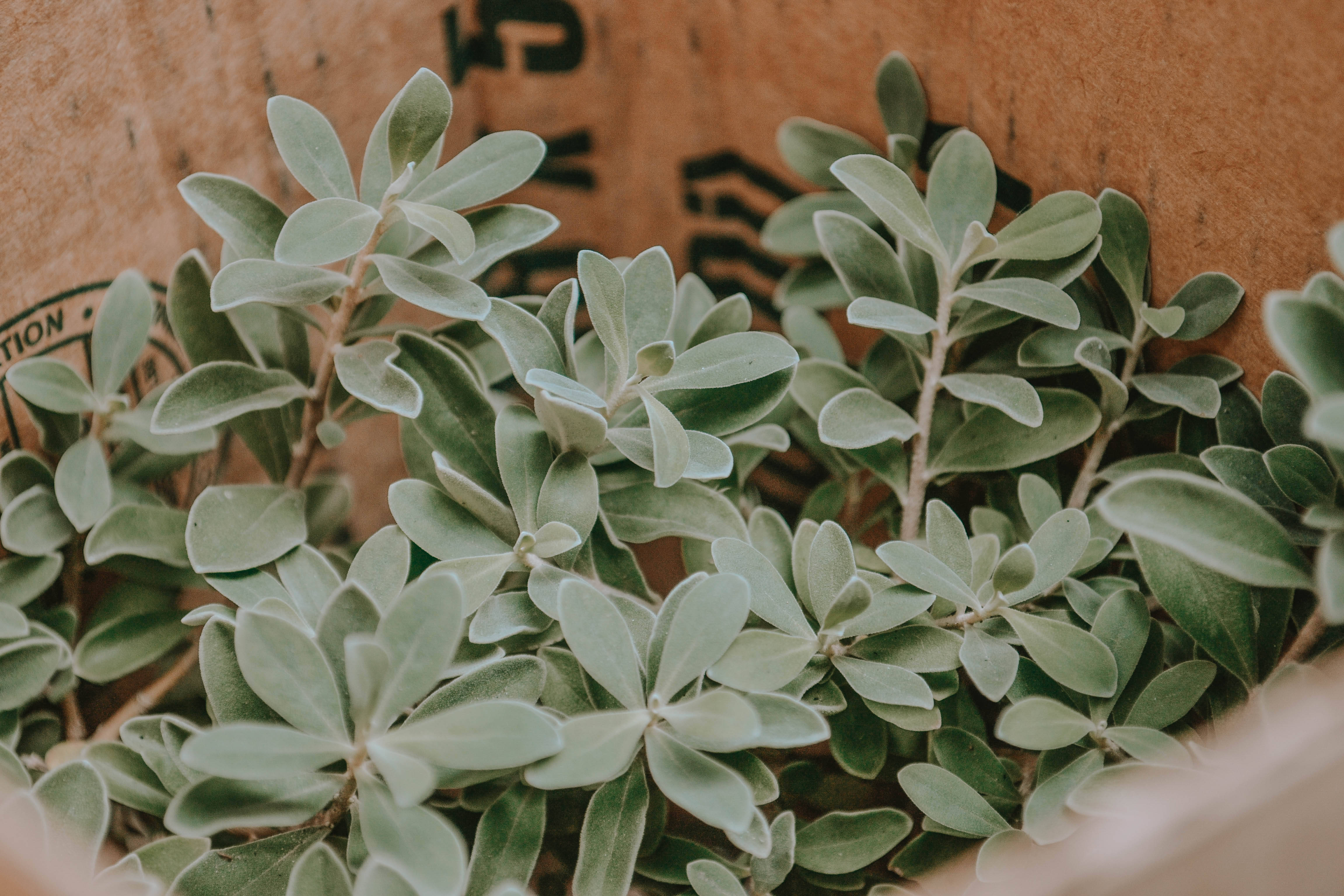 sage green, succulent leaves, textured brown paper bag, 4K Desktop Wallpaper