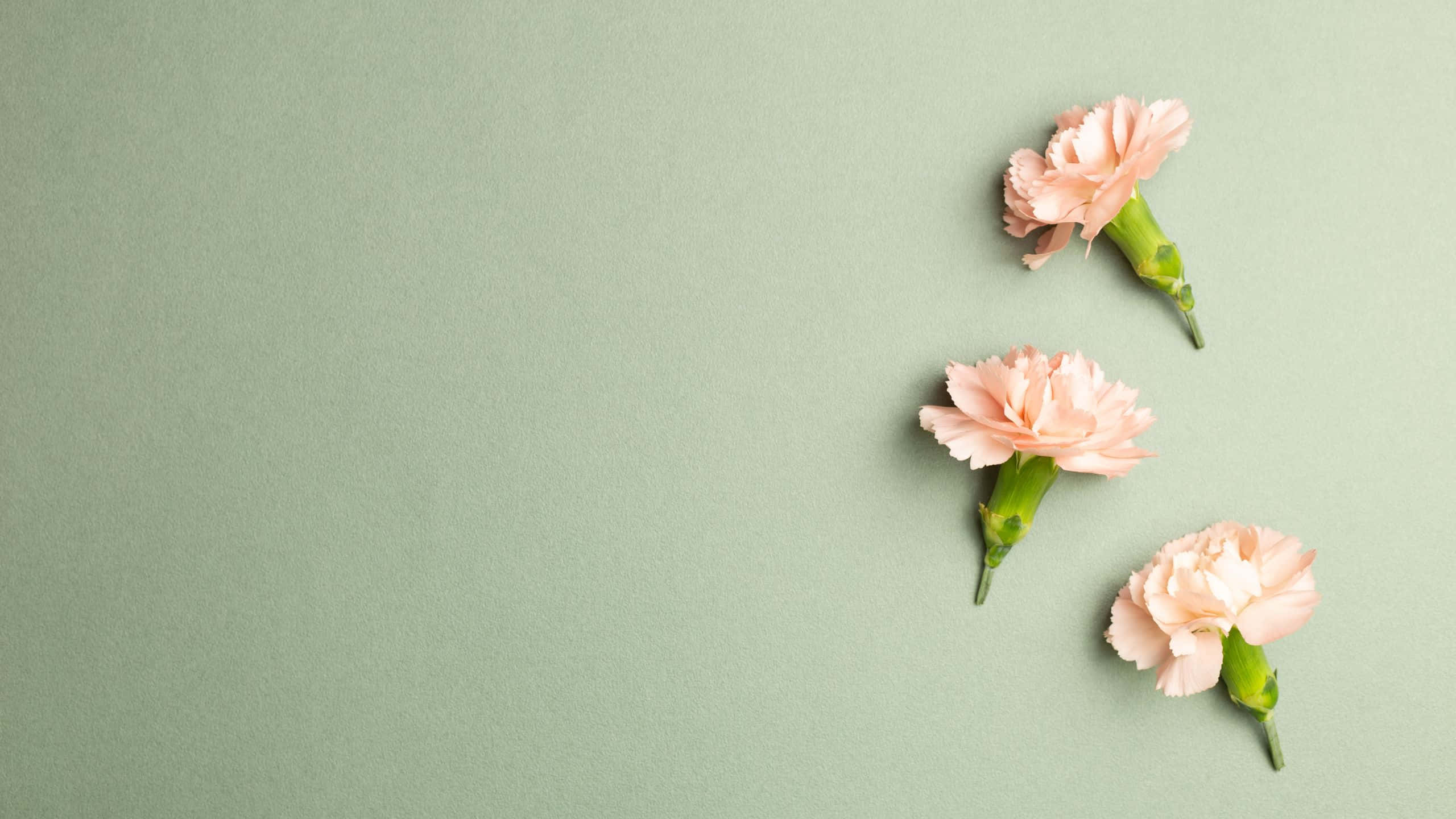 Pink Carnation Flowers, sage green, textured background, 2K Desktop Wallpaper