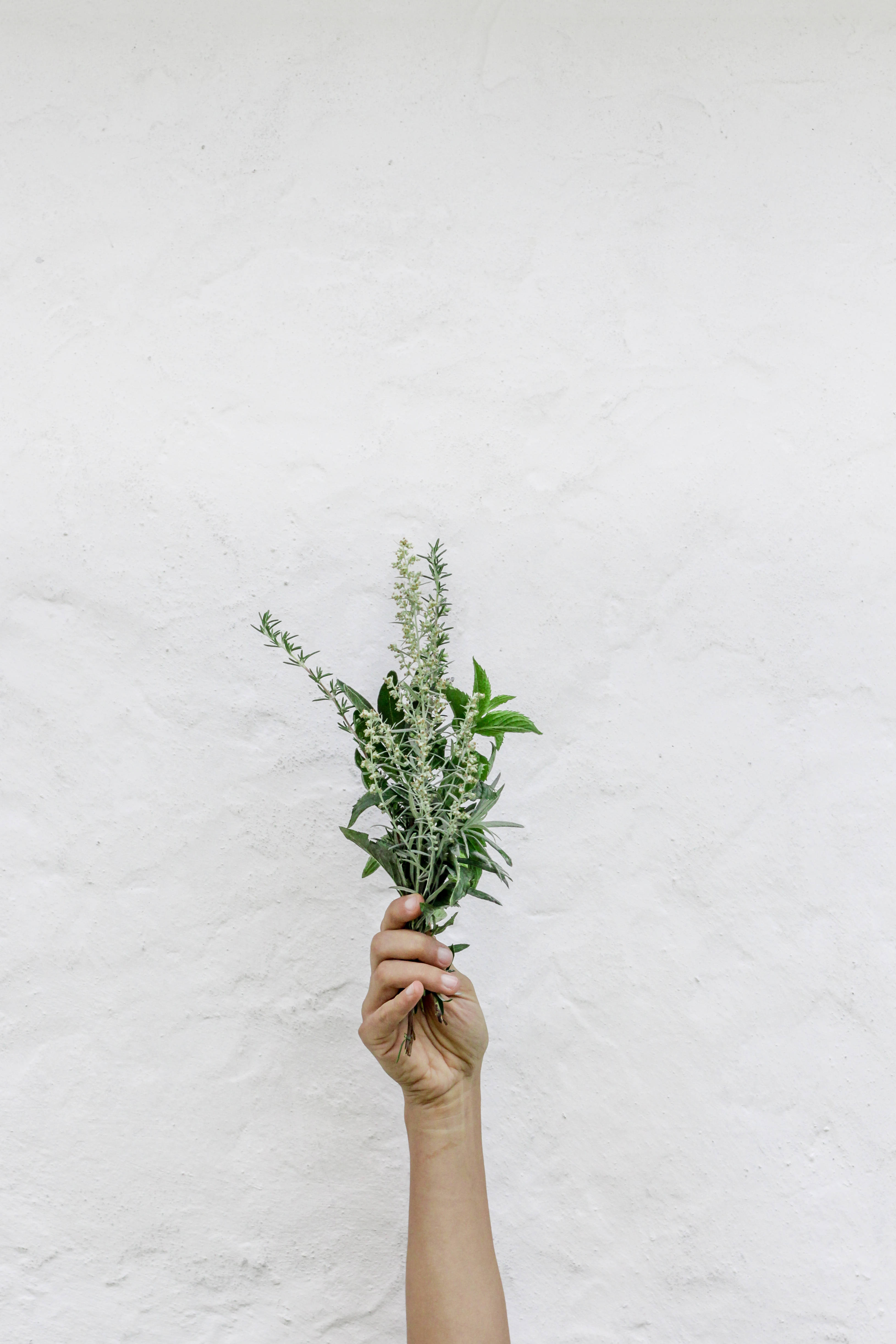 sage green, green herbs, textured white wall, 4K Phone Wallpaper