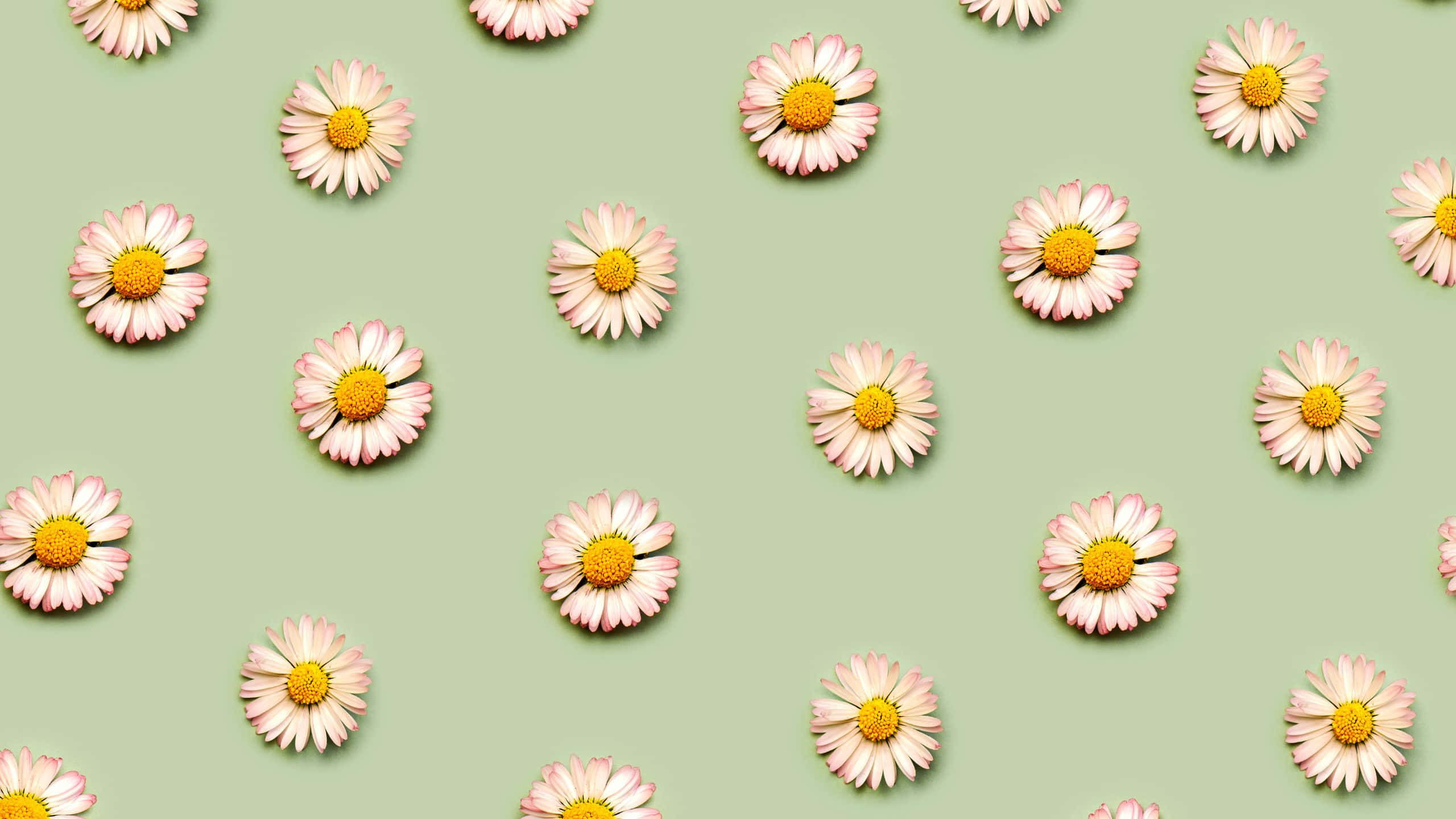 sage green, white daisy flower patterns, pink and white daisies, 2K Desktop Wallpaper