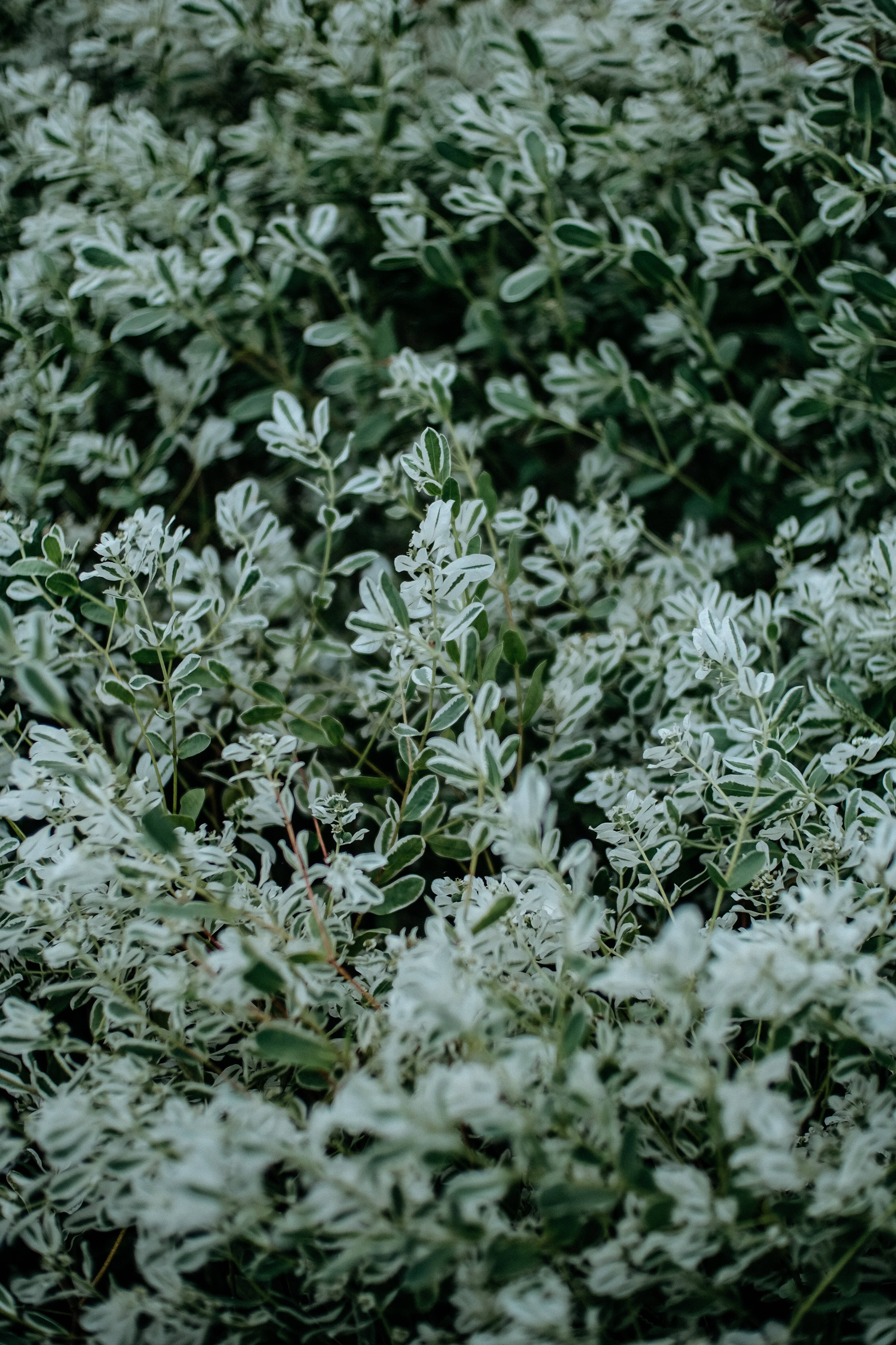 Sage Green, snow on the mountain, variegated foliage, 4K Phone Wallpaper