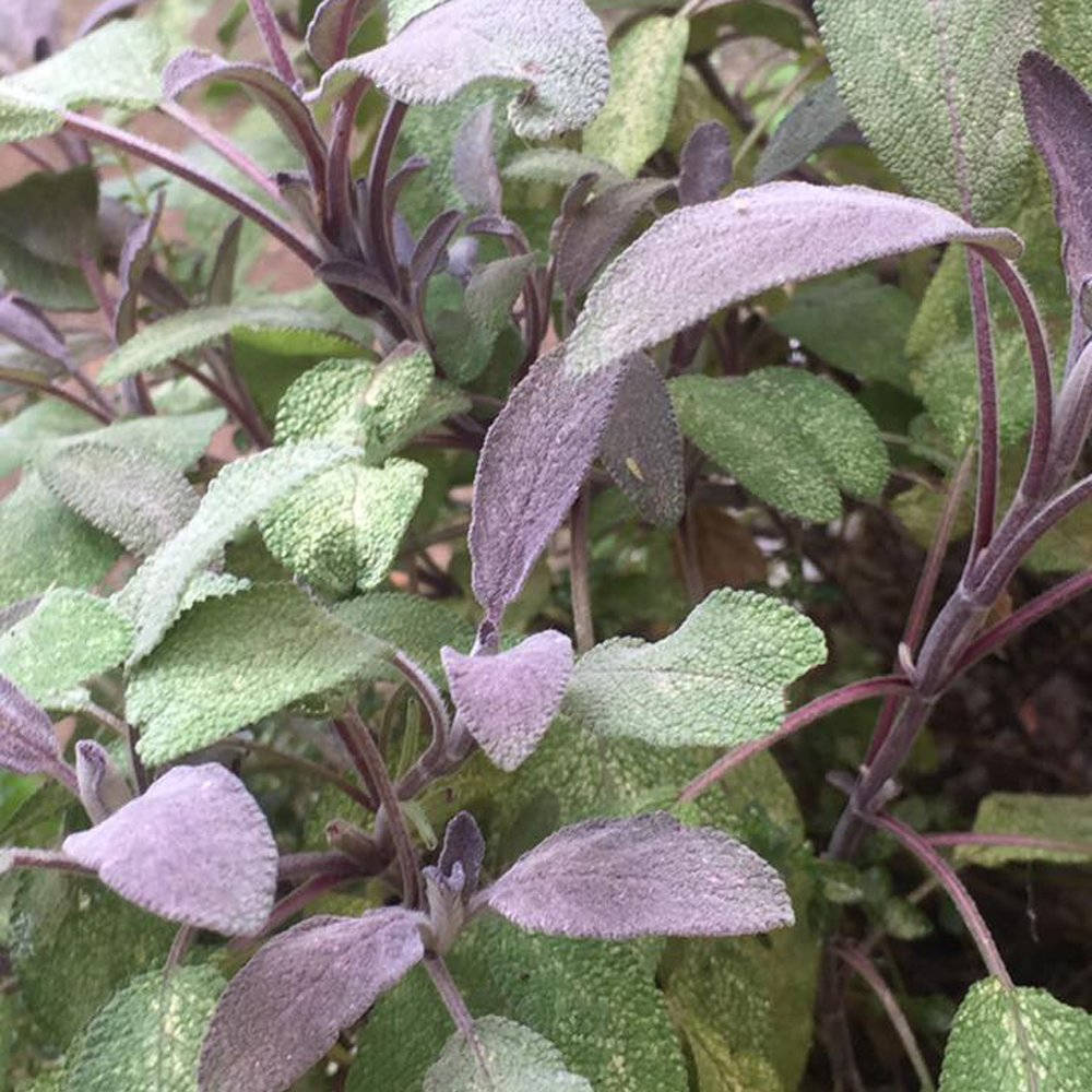 purple herb sage, sage plant, fuzzy silver-green leaves, SD Desktop Wallpaper