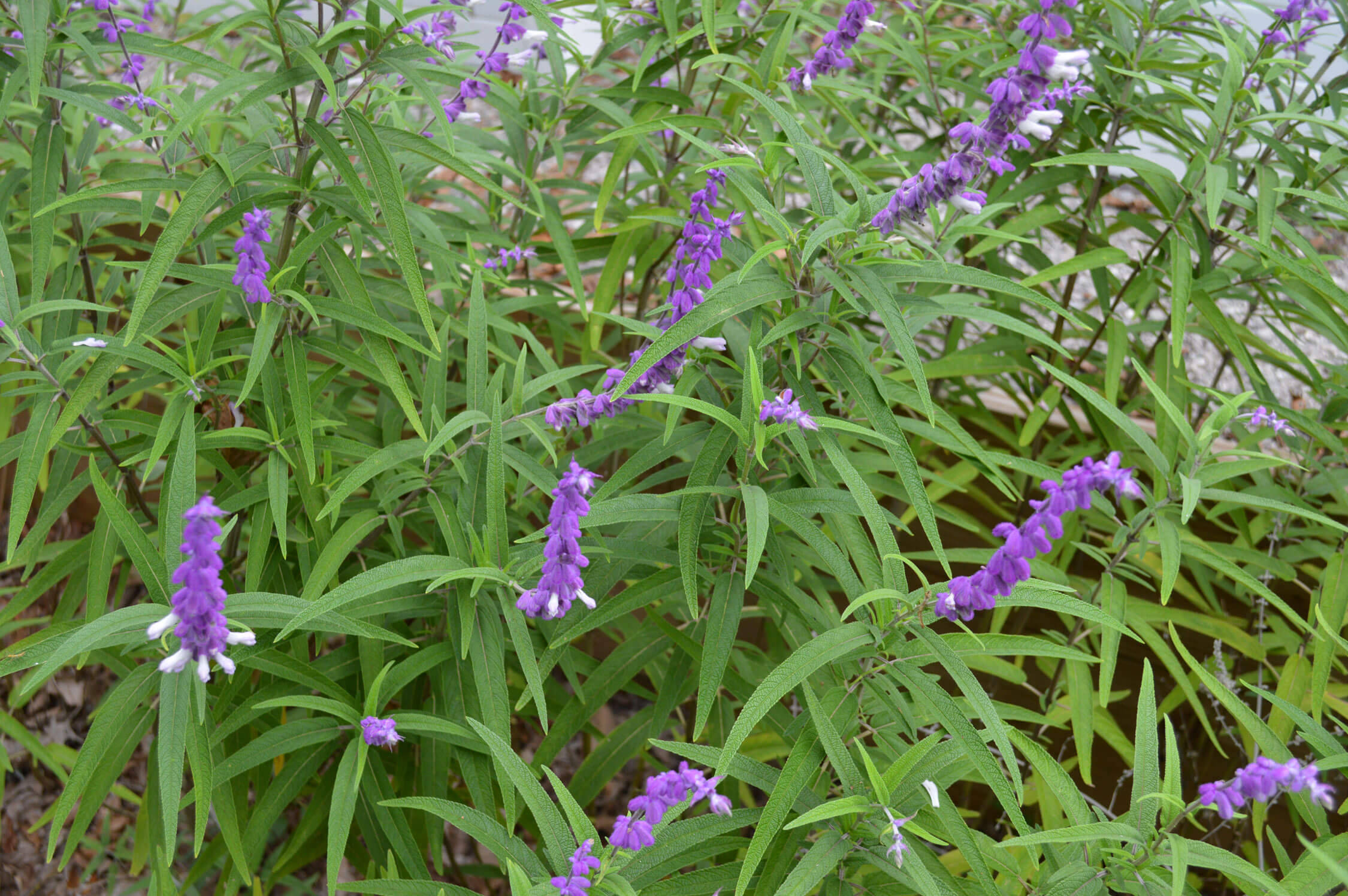 purple sonoma sage, vibrant purple flower spikes, long green leaves, Full HD Desktop Wallpaper