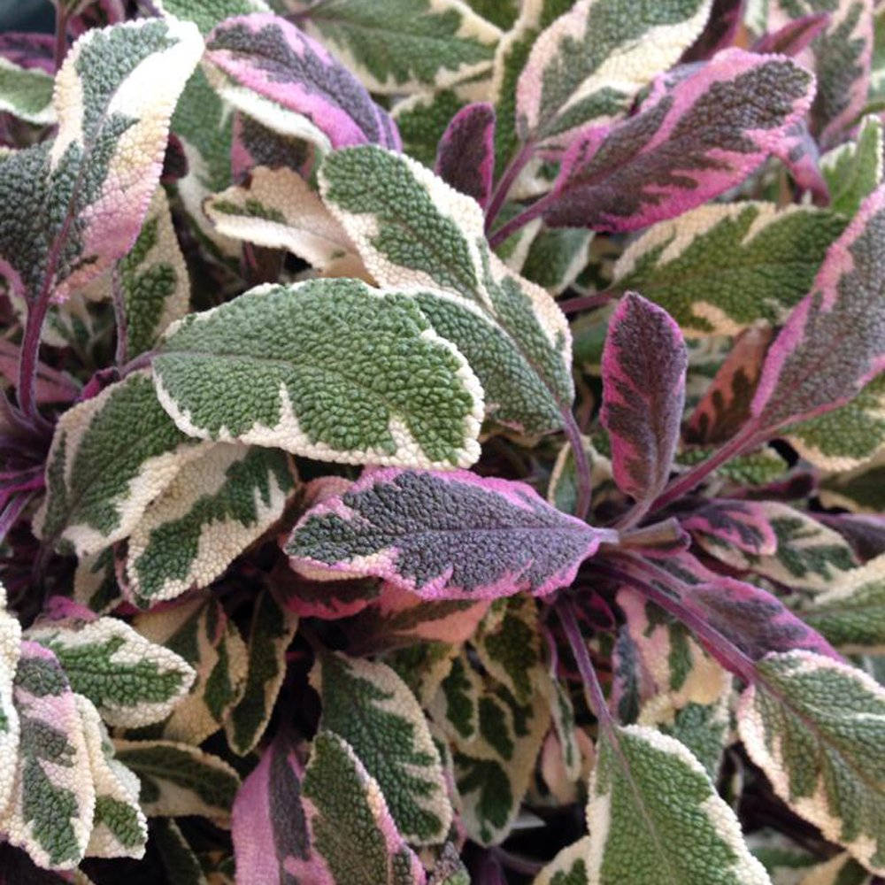 purple white sage, variegated sage, green pink and cream patterns, SD Desktop Wallpaper