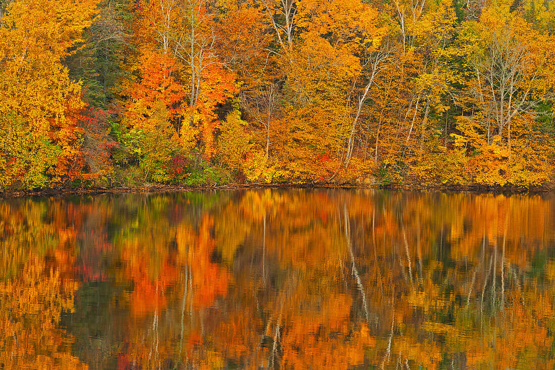 Saint John, waterfront, autumn trees, SD Desktop Wallpaper