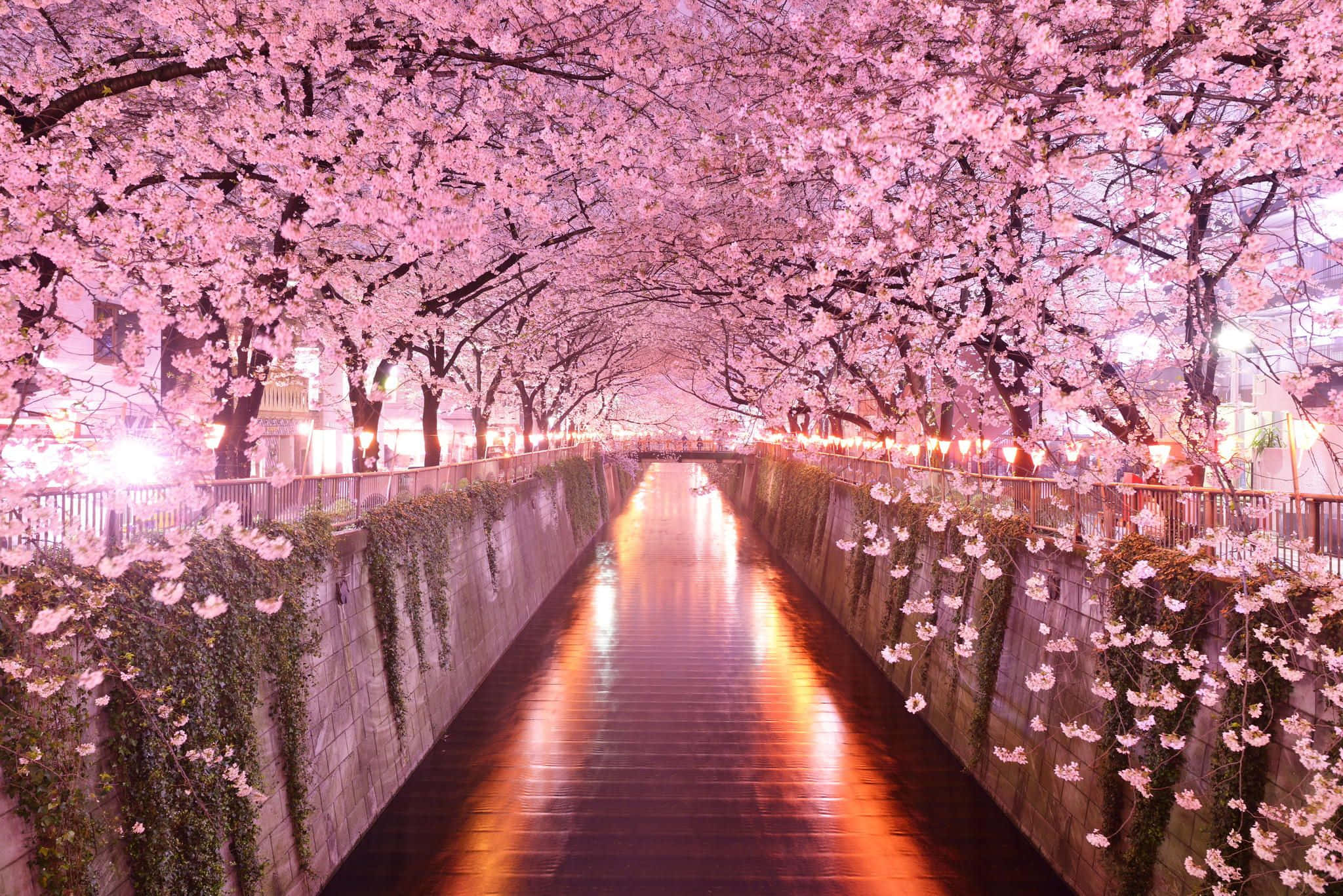 Sakura Anime, cherry blossom trees, pink flowers, Full HD Desktop Wallpaper