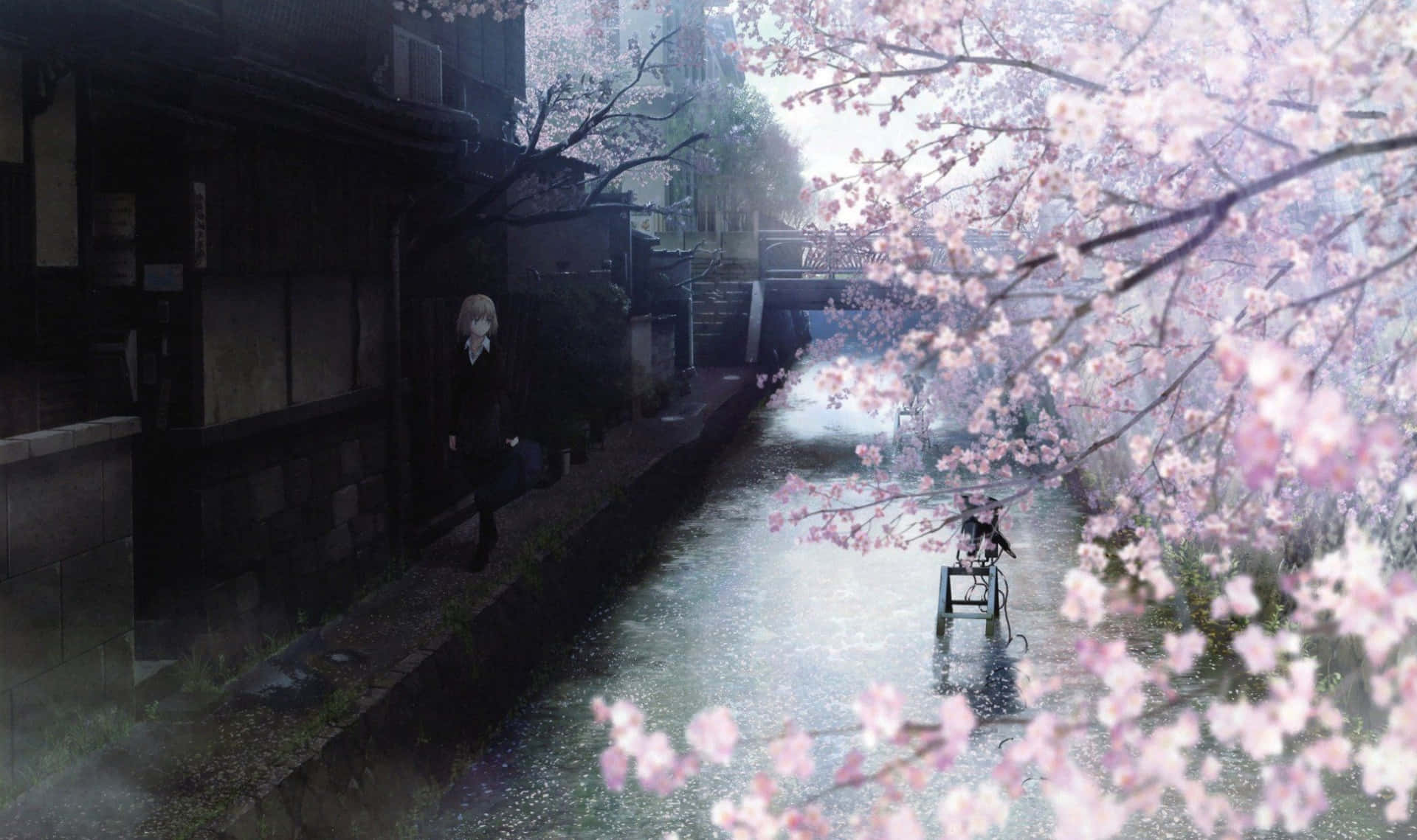 sakura anime wallpaper, misty canal, blooming cherry blossoms, Full HD Desktop Wallpaper