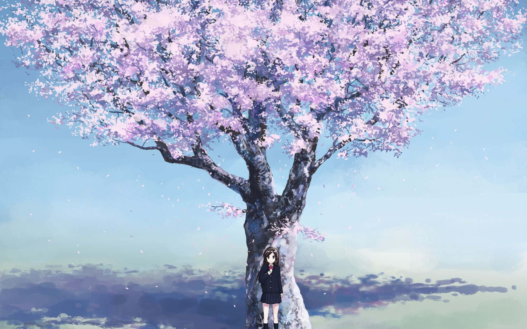 Sakura, cherry blossom tree, pink petals, HD Desktop Wallpaper