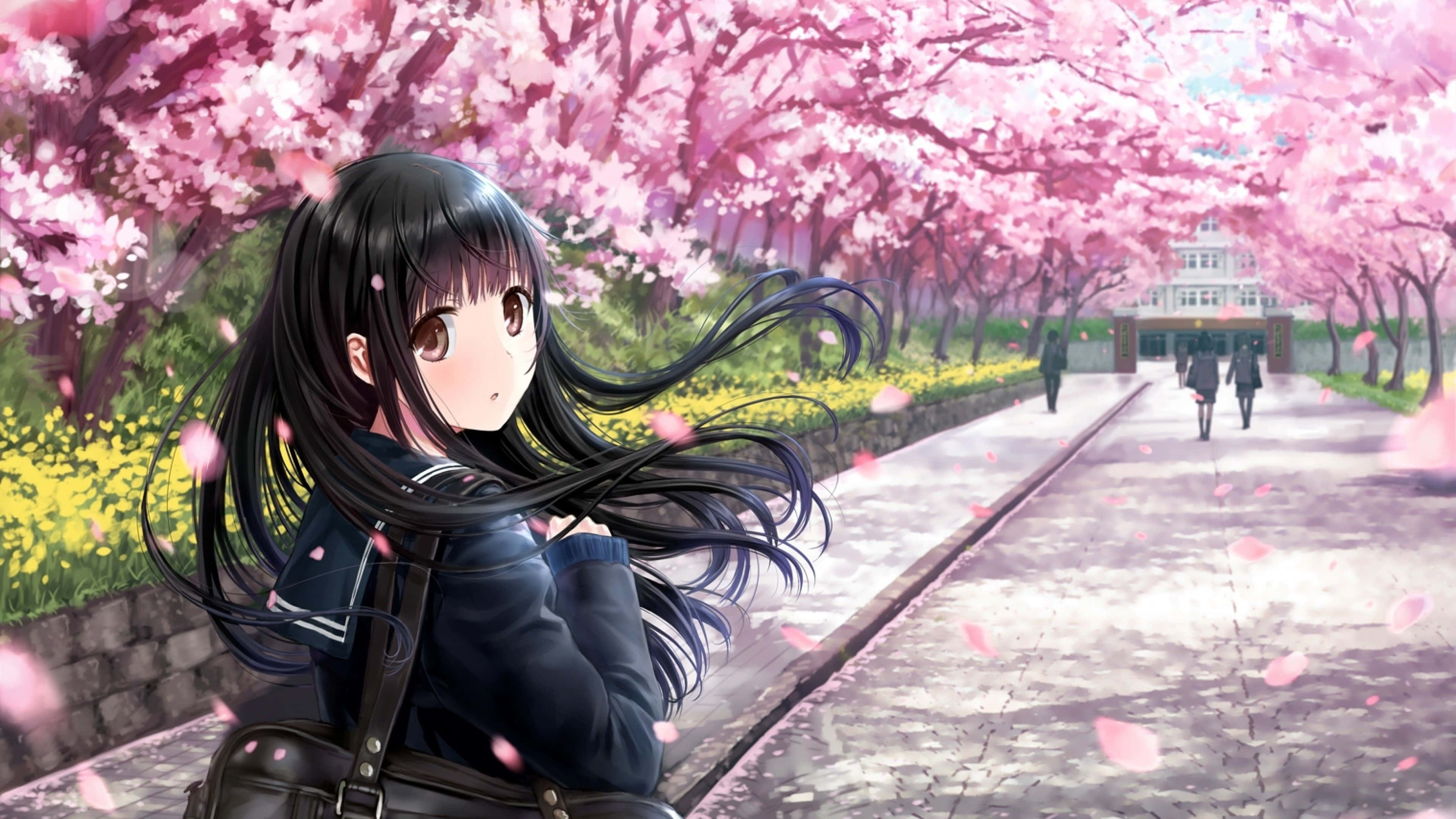 Sakura Kinomoto, cherry trees, pink cherry blossoms, 4K Desktop Wallpaper