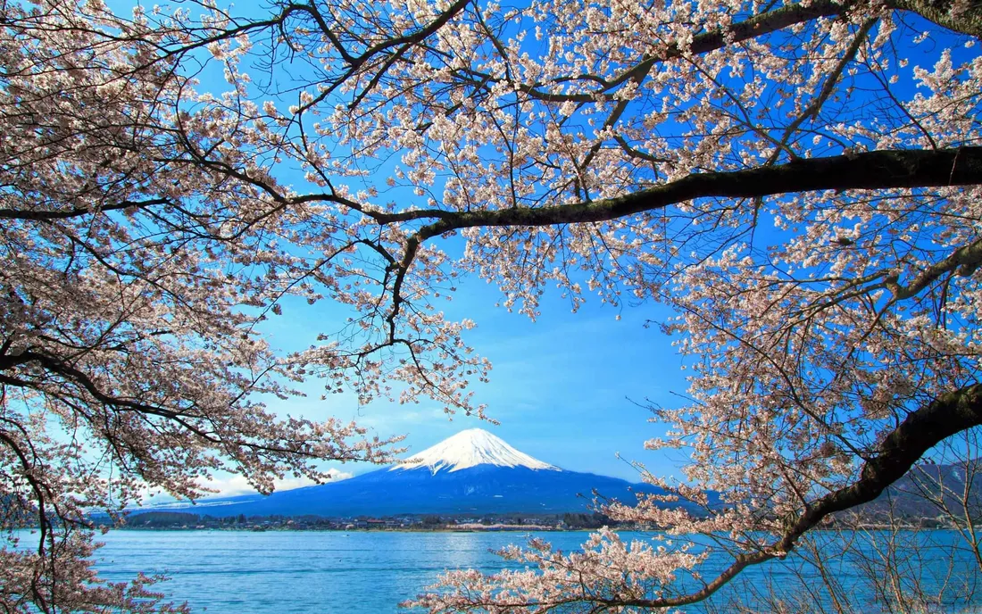 Sakura PC