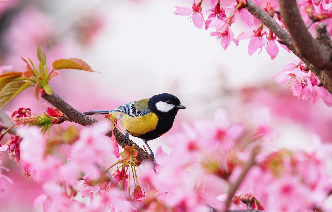 Sakura PC, vibrant bird, soft pink cherry blossoms, HD Desktop Wallpaper