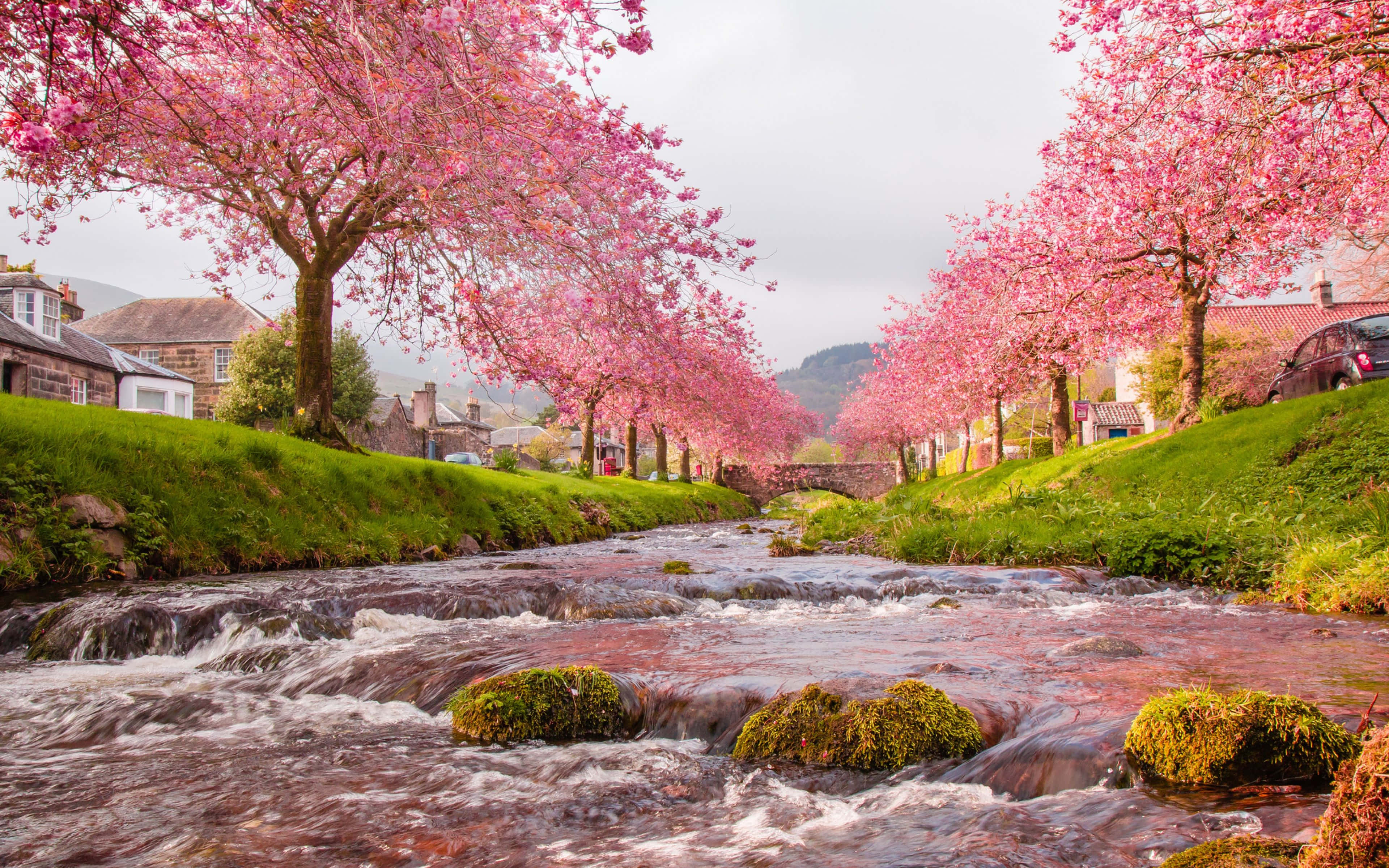 Sakura trees, vibrant pink cherry blossoms, lush green banks, 4K Desktop Wallpaper