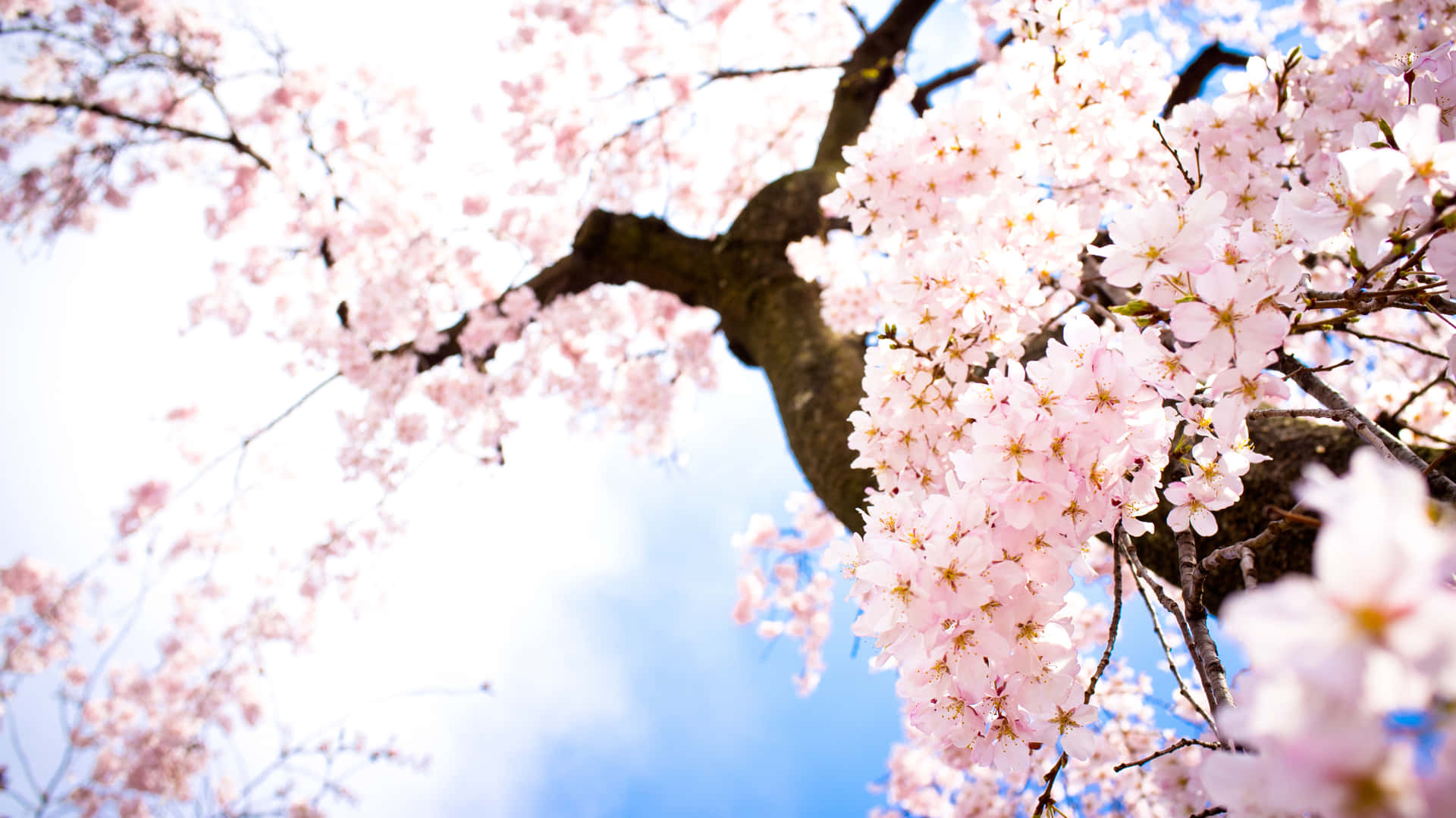 Sakura Pc, pink cherry blossoms, dark branches, Full HD Desktop Wallpaper