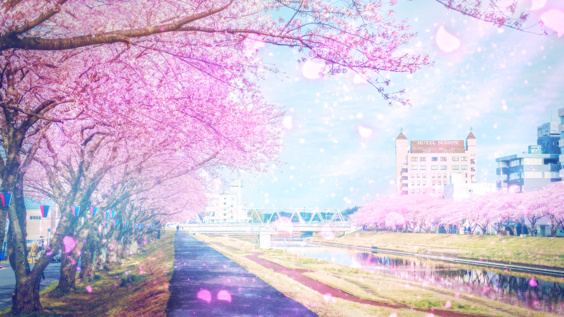 Sakura Pc, pink cherry blossoms, canal pathway, Full HD Desktop Wallpaper