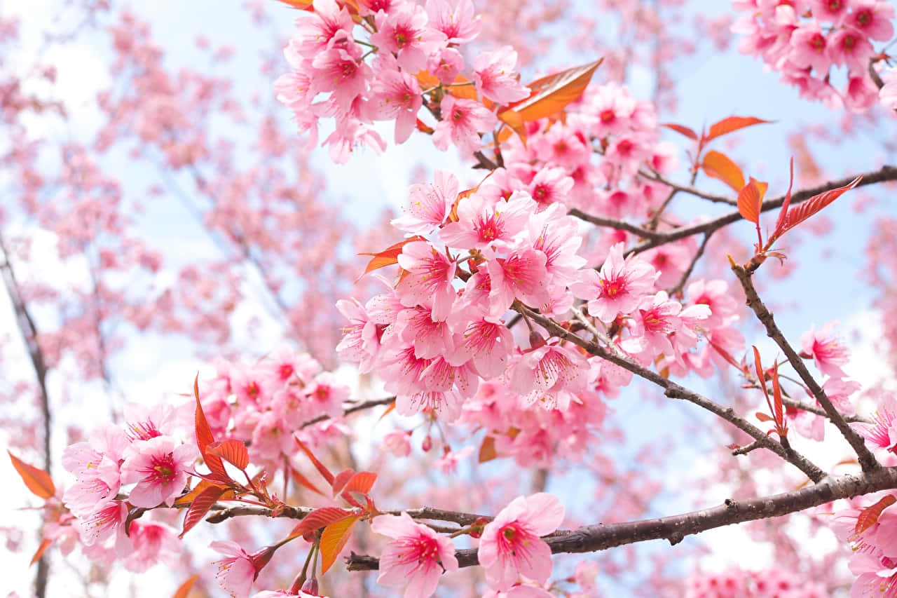 Sakura PC, vibrant pink cherry blossoms, soft blue sky, HD Desktop Wallpaper