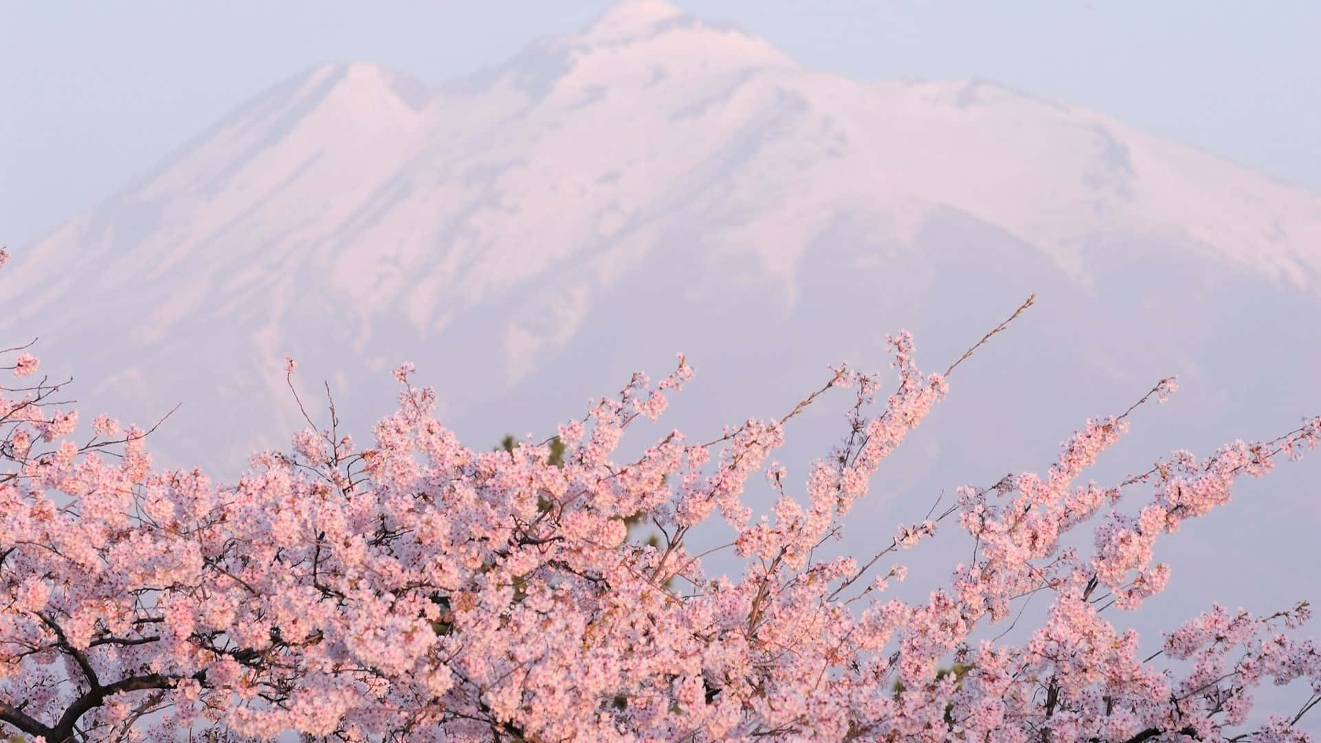 Sakura PC, pink cherry blossoms, snow capped mountain, Full HD Desktop Wallpaper