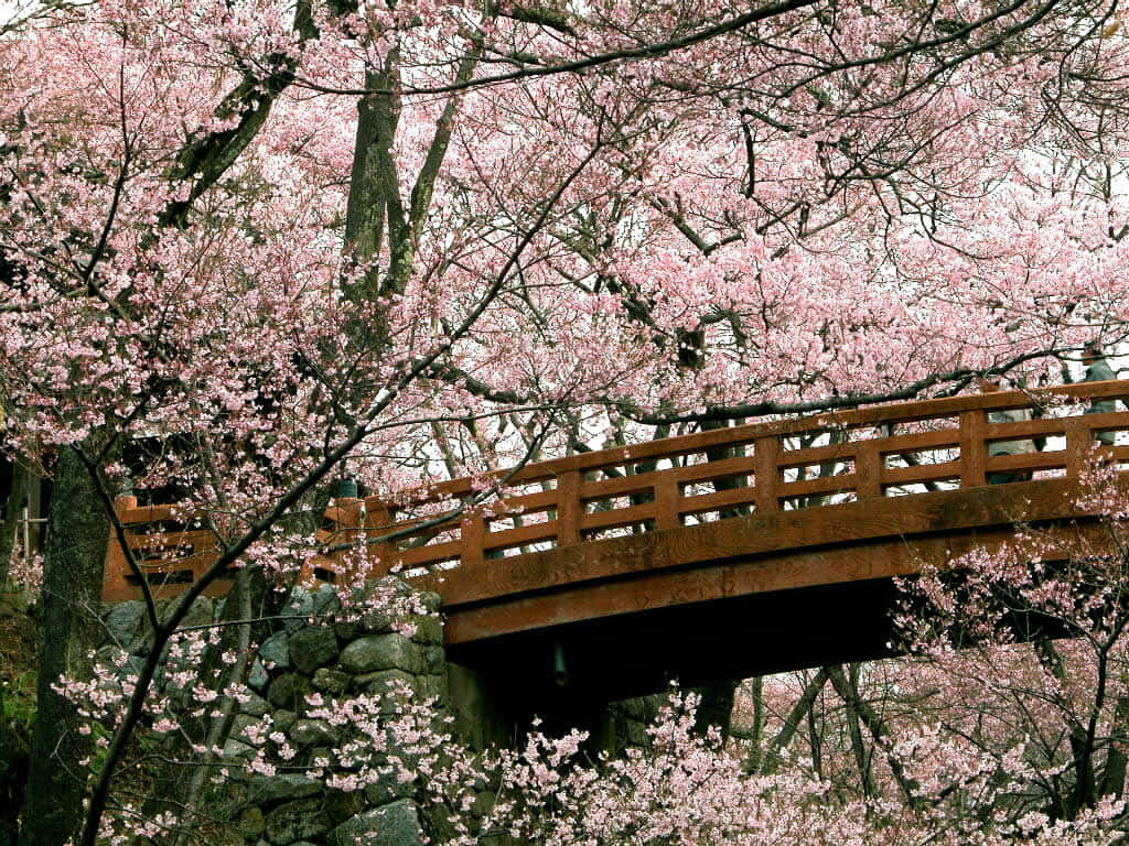 Sakura PC, wooden bridge, blooming pink cherry blossoms, SD Desktop Wallpaper
