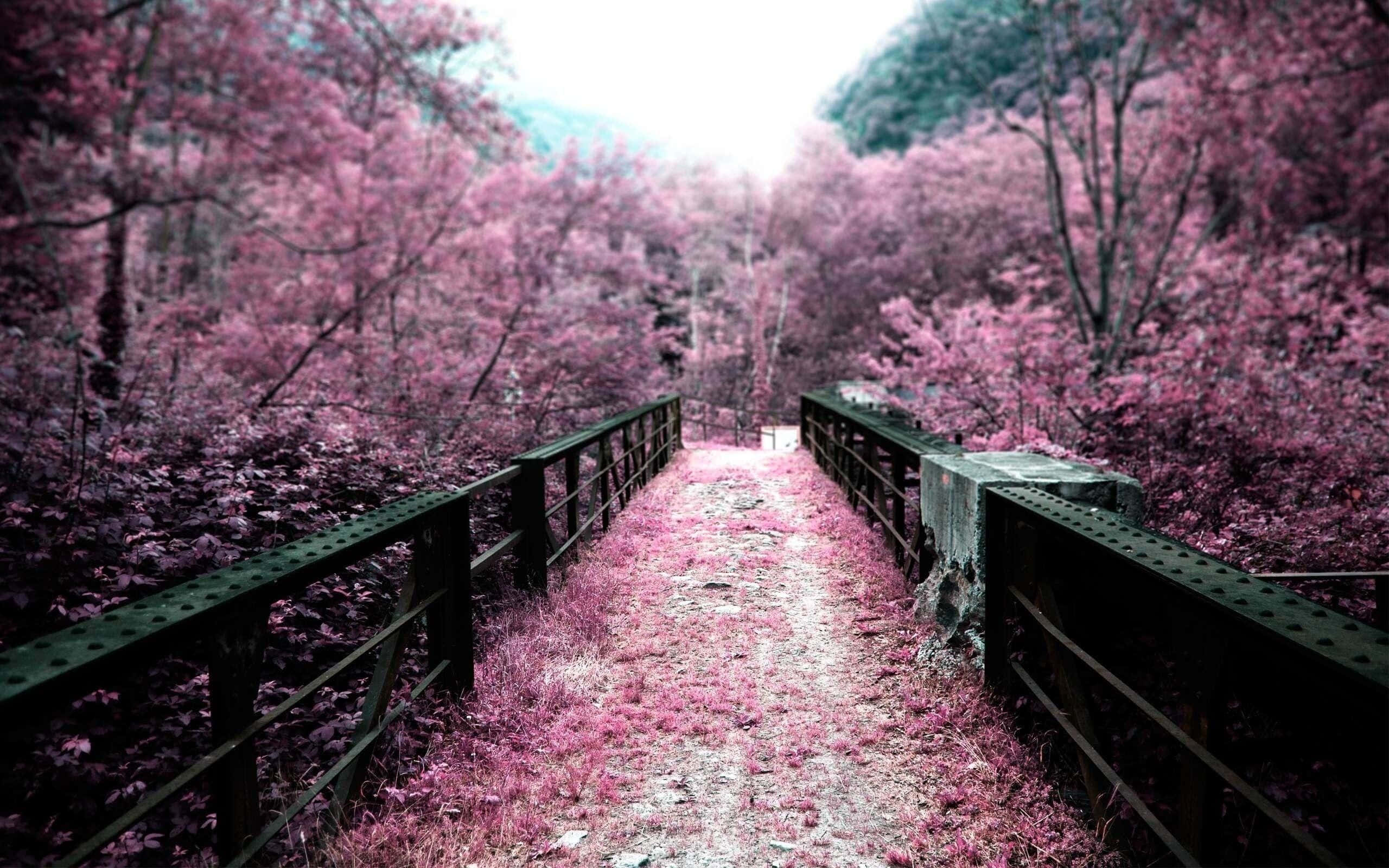Sakura Pc, vibrant pink trees, weathered wooden bridge, 2K Desktop Wallpaper