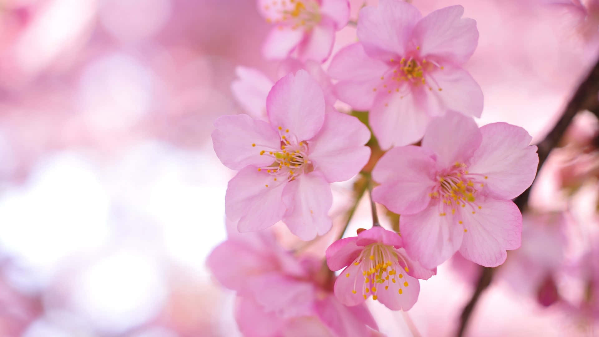 Sakura Pc, soft pink cherry blossoms, pastel hues, Full HD Desktop Wallpaper
