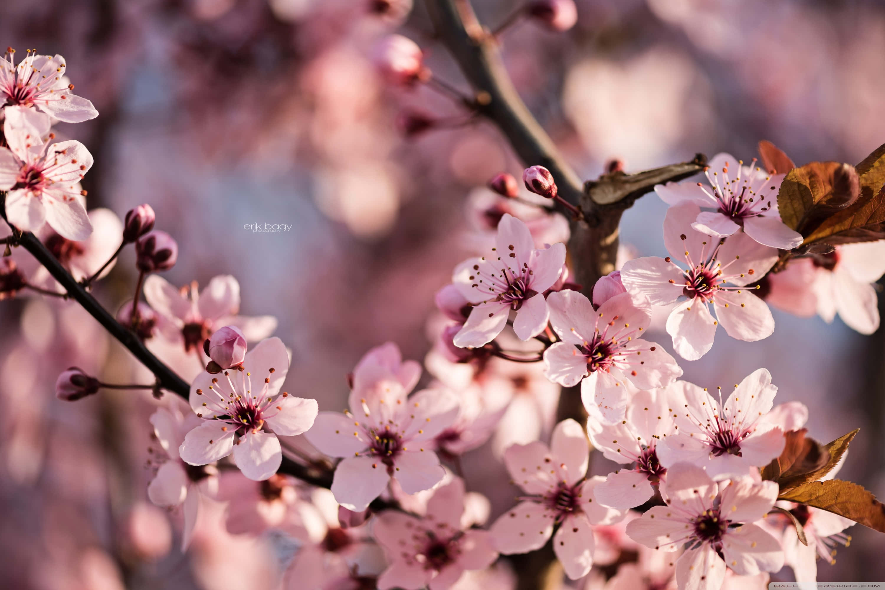 Sakura PC, soft pink cherry blossoms, dark branches, 2K Desktop Wallpaper