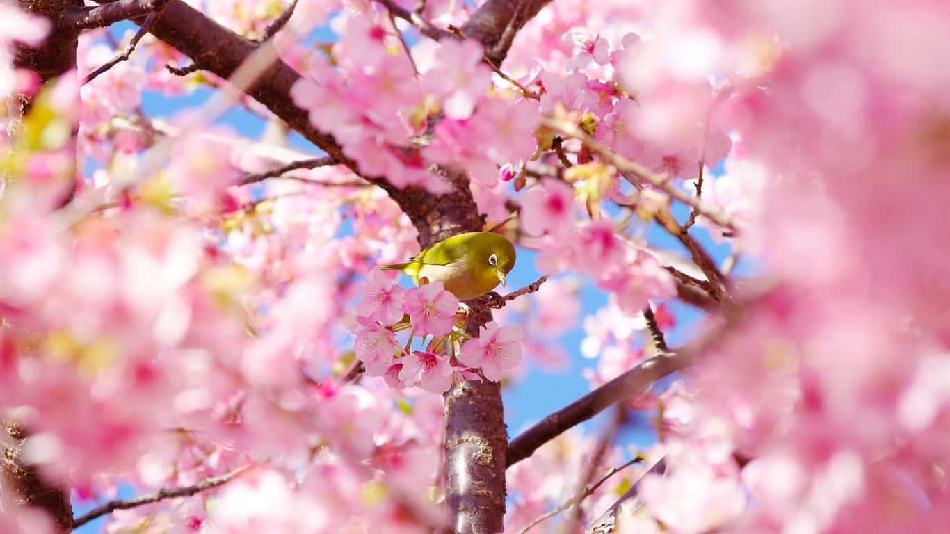 Sakura Pc, pink tree branch, cherry blossom branch, HD Desktop Wallpaper
