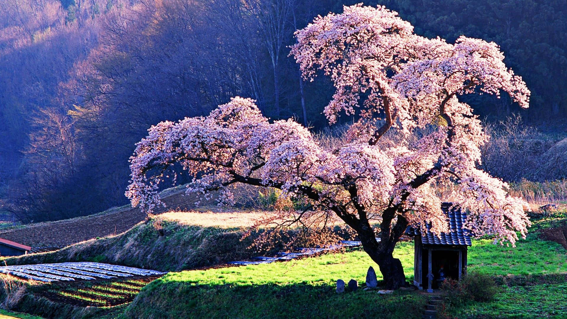 Sakura, cherry blossom tree, pink bloom, Full HD Desktop Wallpaper