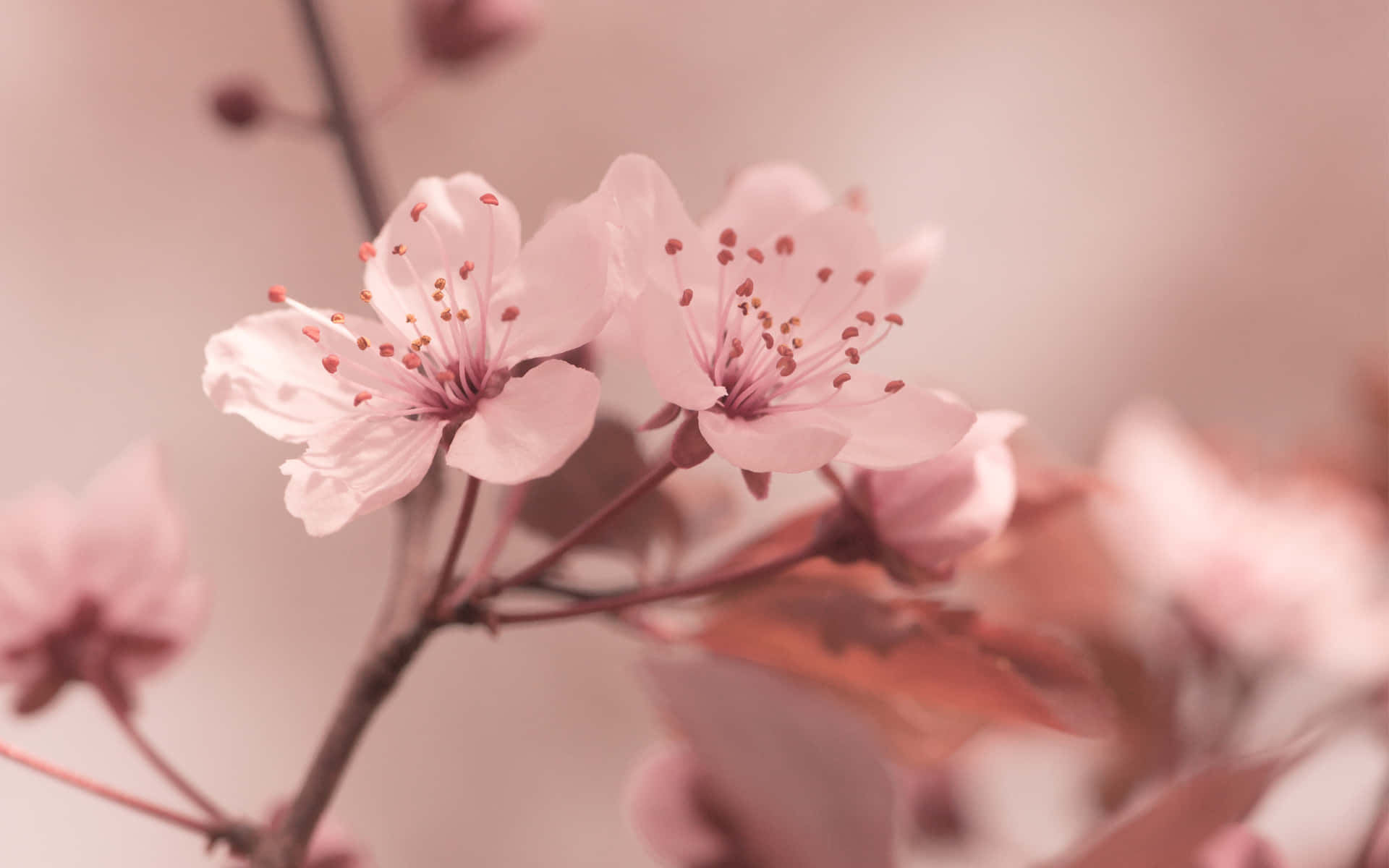 cherry blossom branch, full bloom, soft pink cherry blossoms, Full HD Desktop Wallpaper