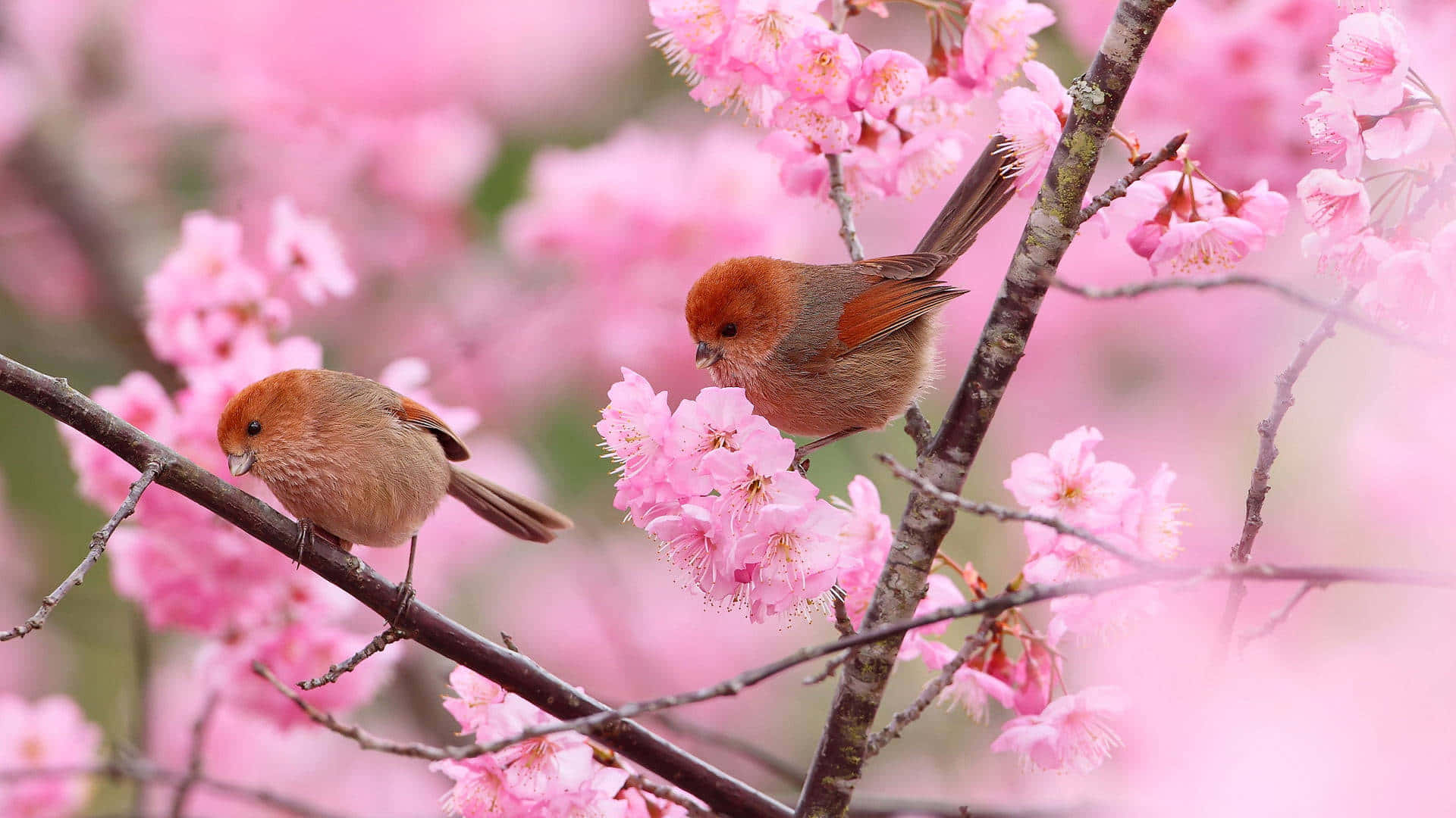 Sakura Pc, pink blossoms, cherry blossoms, Full HD Desktop Wallpaper