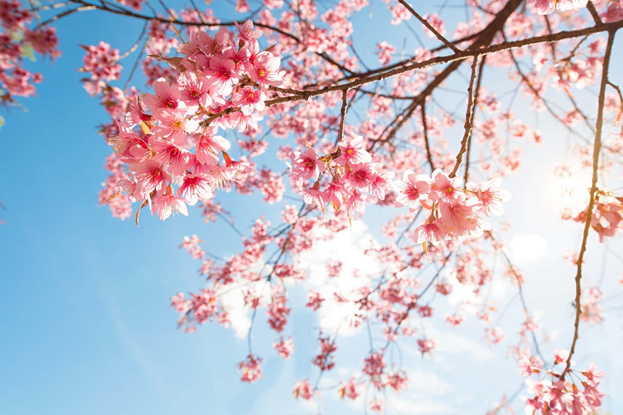 Sakura PC, pink cherry blossoms, clear blue sky, HD Desktop Wallpaper