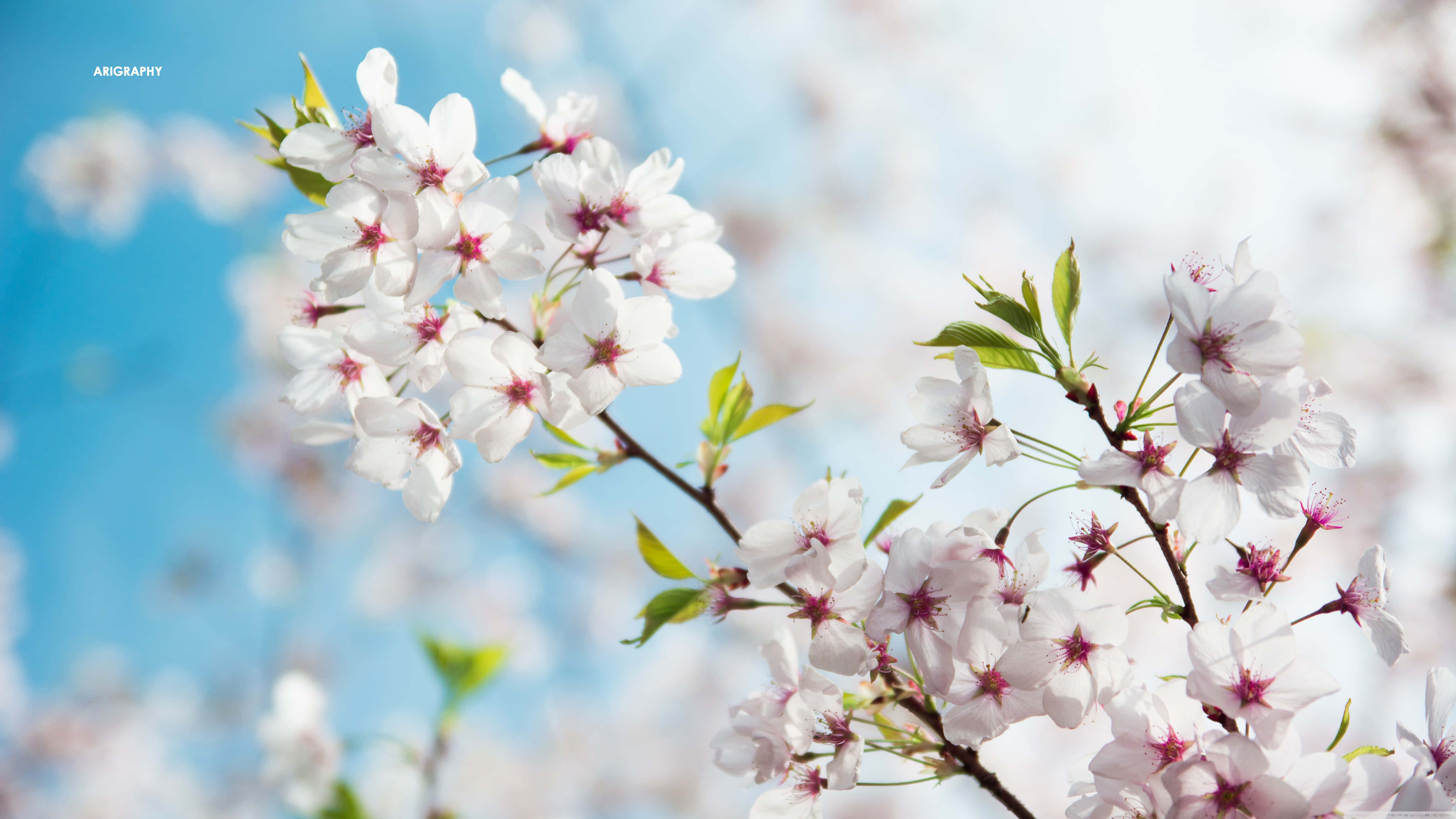 Sakura Pc, 5120 x 2880, white cherry blossoms, 5K Desktop Wallpaper