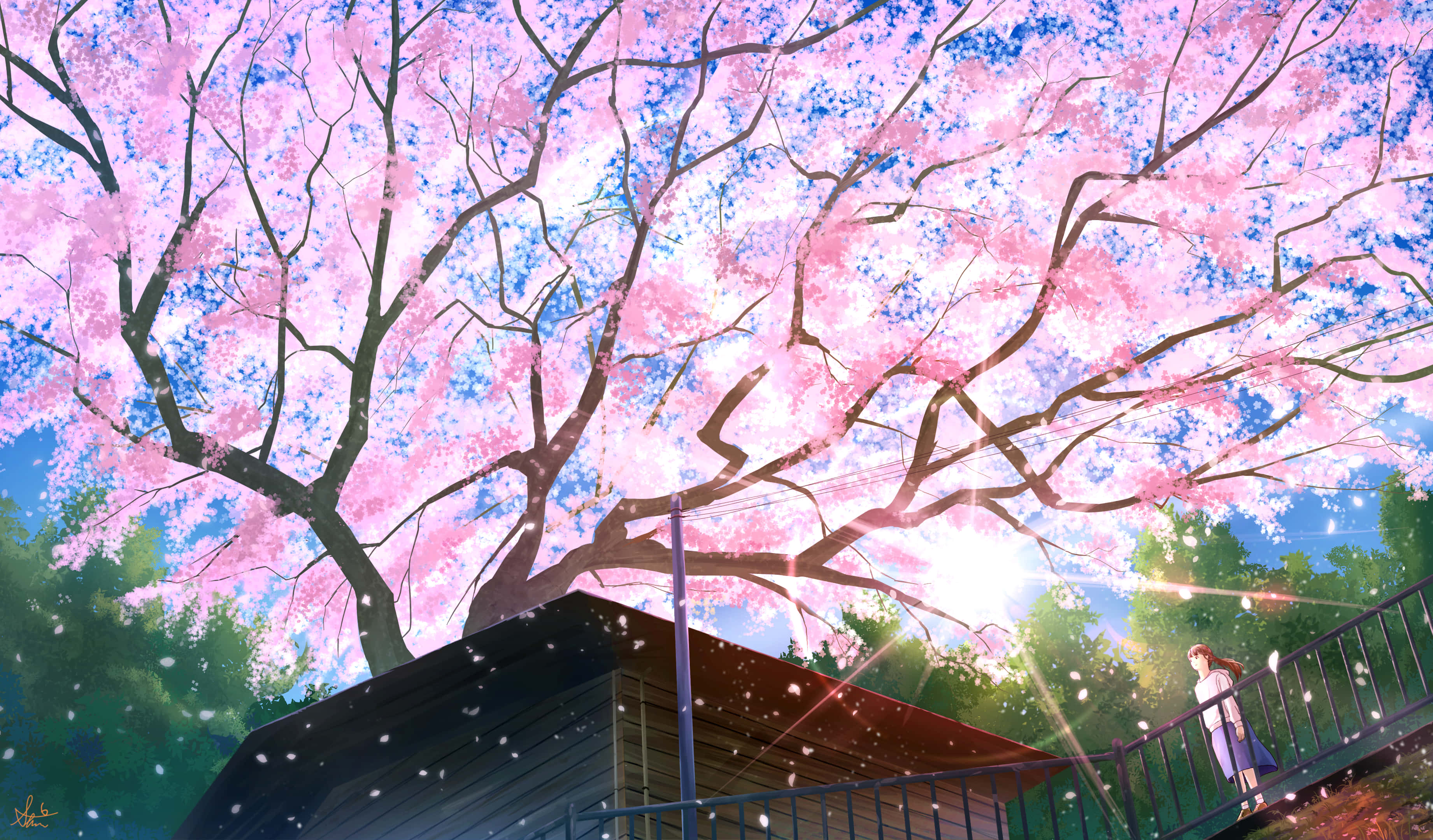Sakura PC, bridge, blooming pink cherry blossoms, 2K Desktop Wallpaper
