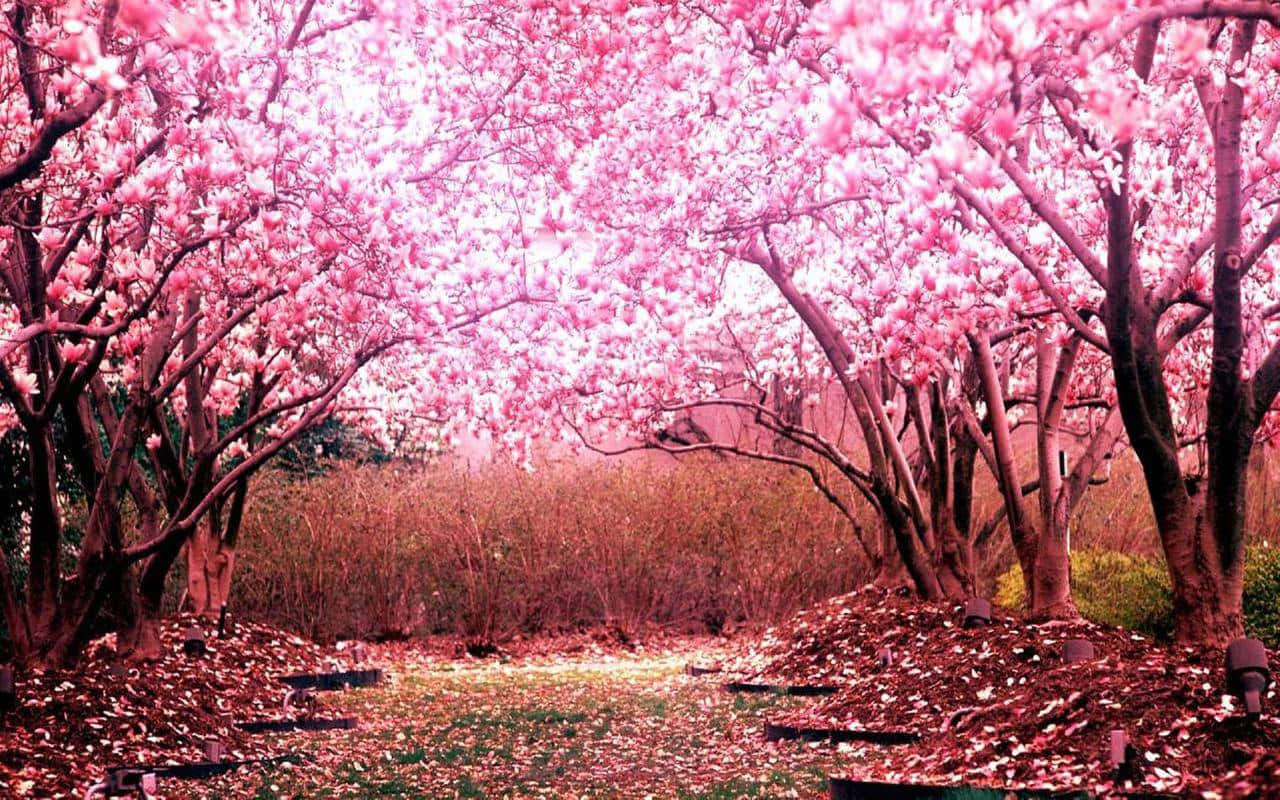 Sakura Pc, pink cherry blossoms, fallen petals, HD Desktop Wallpaper