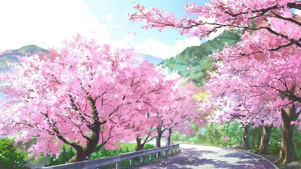 Sakura PC, pink cherry blossom trees, winding road, HD Desktop Wallpaper