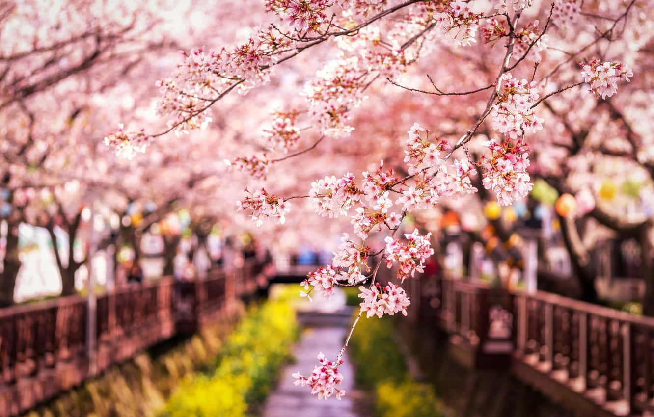 Sakura Pc, pink cherry blossoms, wooden bridge pathway, HD Desktop Wallpaper