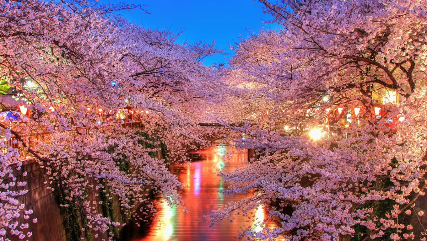 Sakura Pc, cherry blossoms, canal, HD Desktop Wallpaper