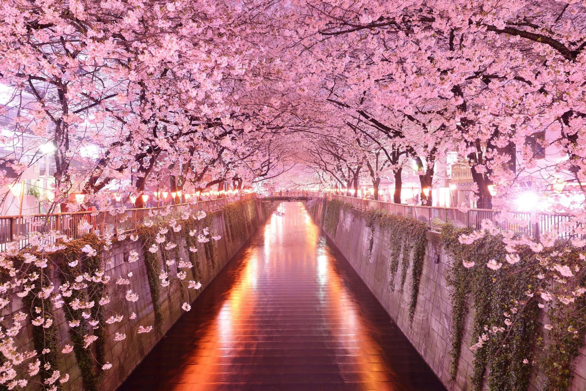 canal, cherry blossom trees, pink blossoms, Full HD Desktop Wallpaper