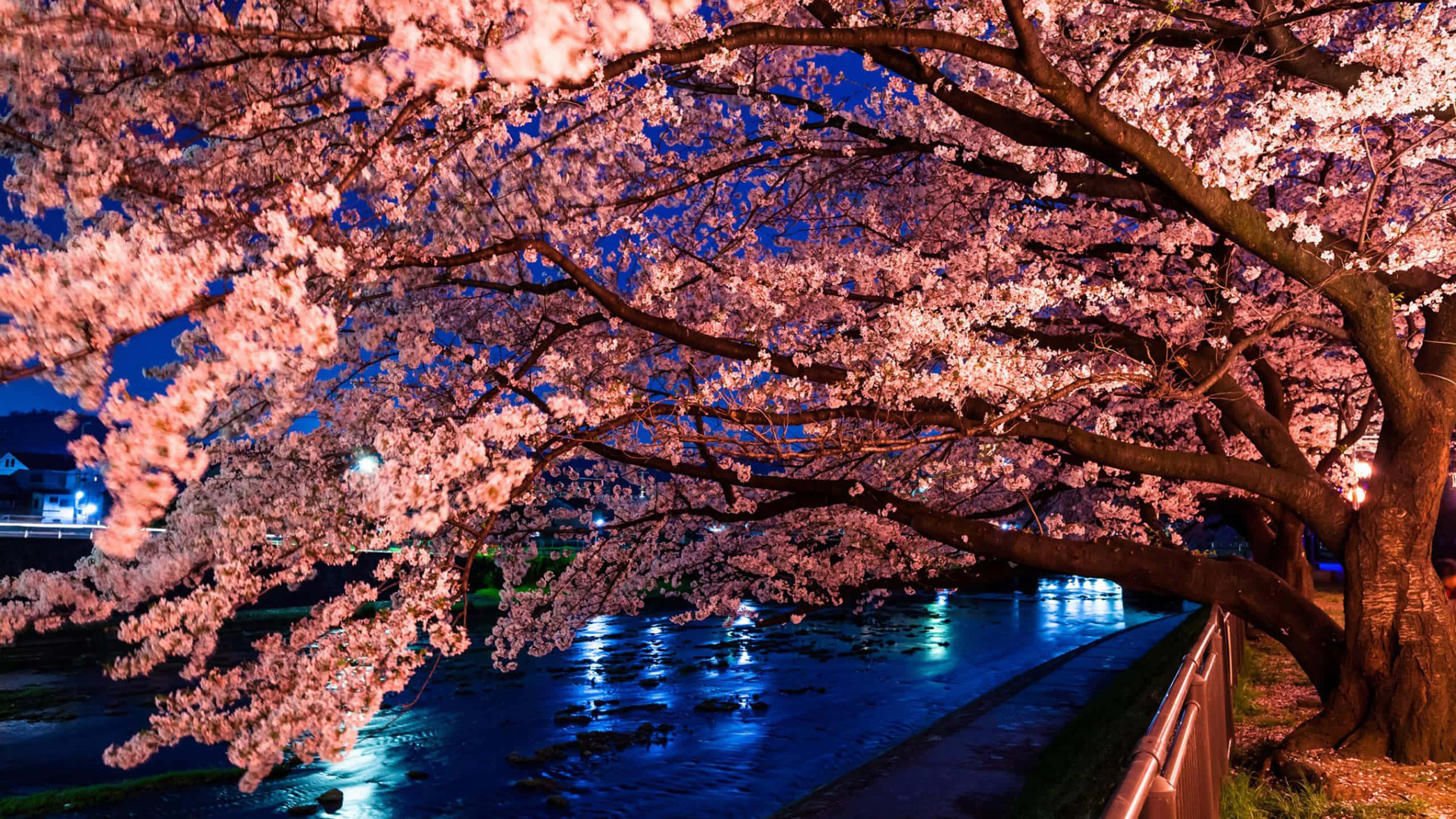 Sakura Pc, pink cherry blossoms, river at night, 2K Desktop Wallpaper